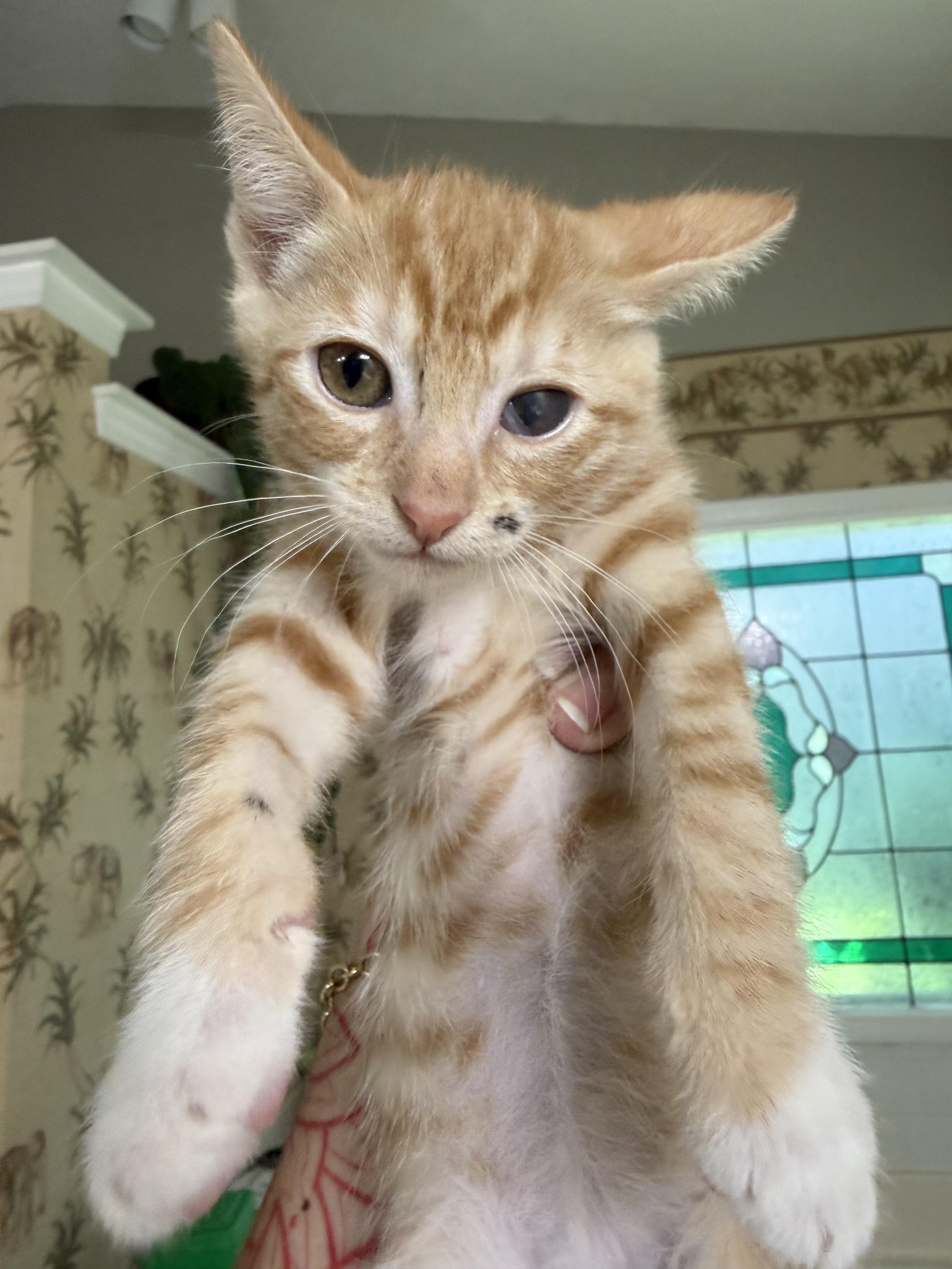 Enlarge Felix 2026-278, a Adopted Domestic Short Hair in Winder, GA image 2/4