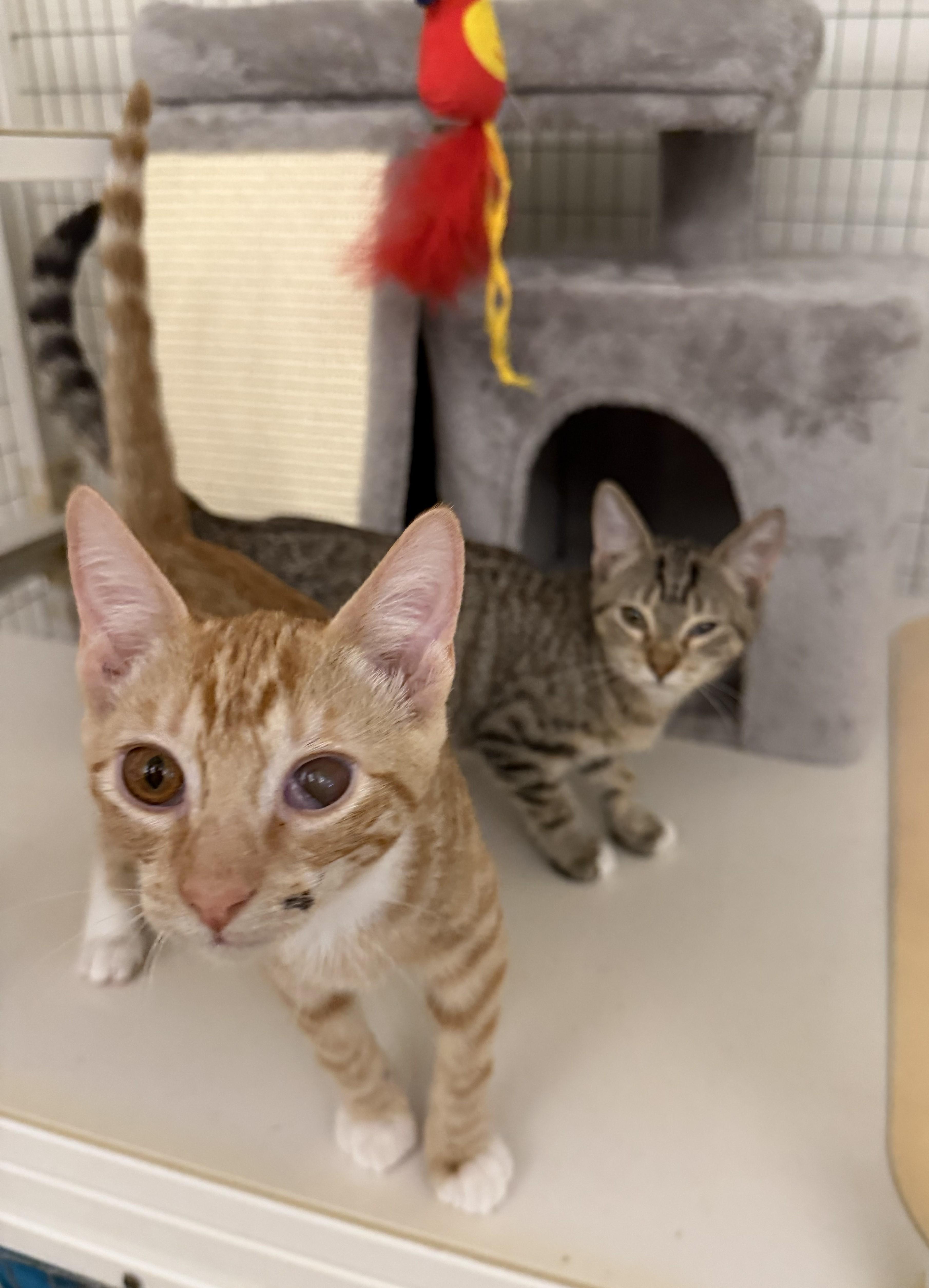 Enlarge Felix 2026-278, a Adopted Domestic Short Hair in Winder, GA image 3/4