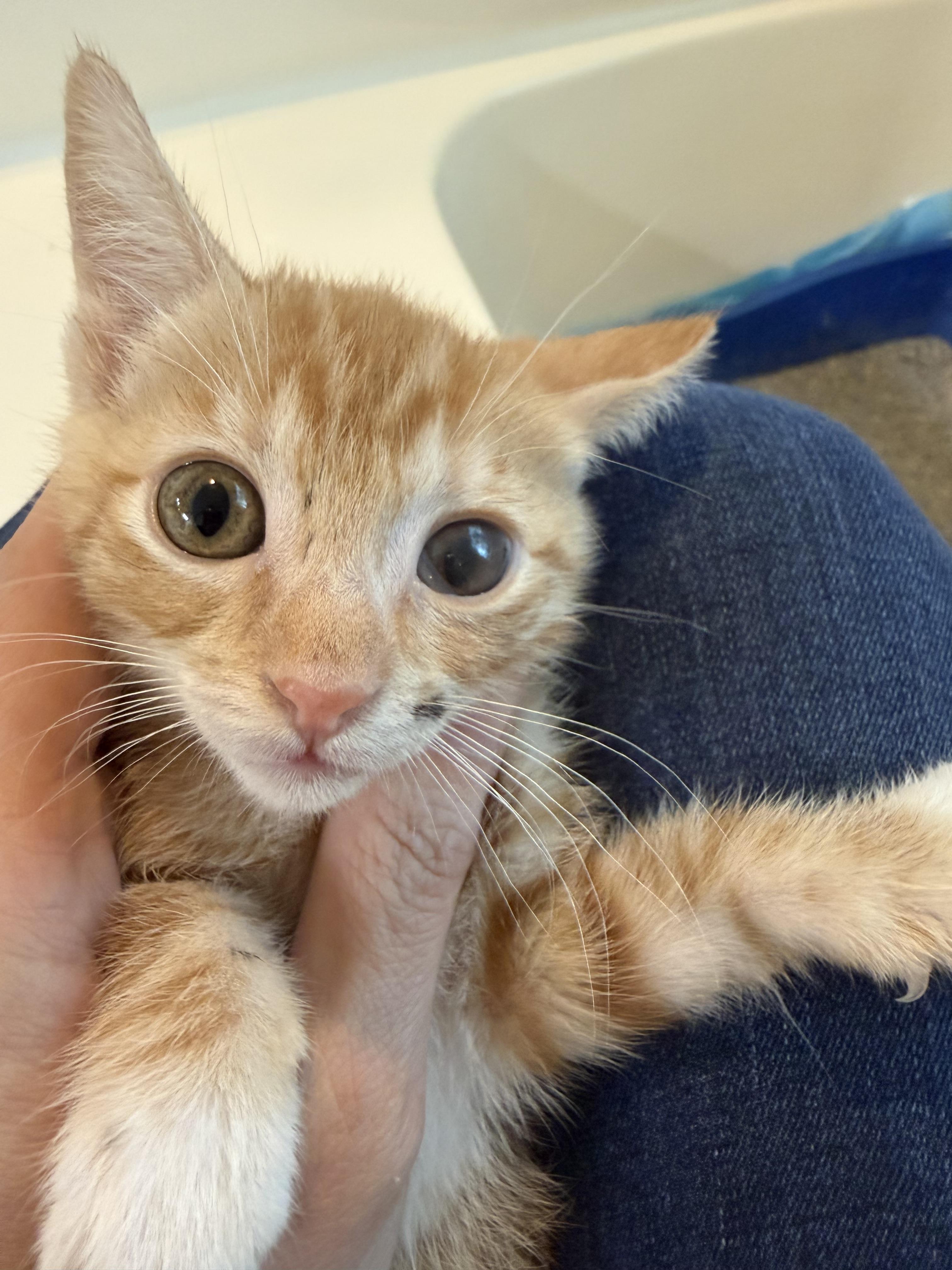 Enlarge Felix 2026-278, a Adopted Domestic Short Hair in Winder, GA image 4/4