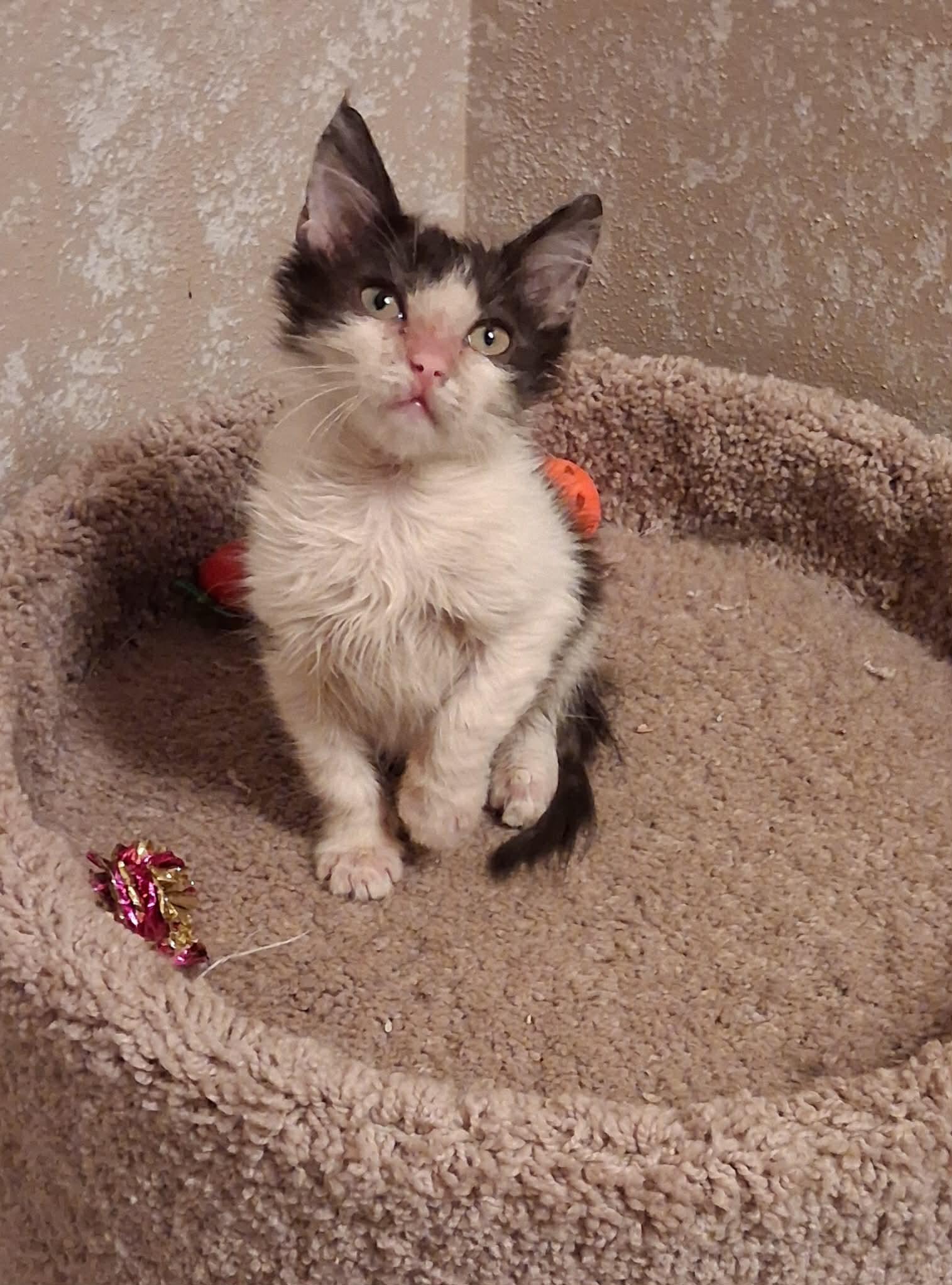 Enlarge Austin, son of Dallas, an adopted Domestic Medium Hair in Houston, TX image 3/5