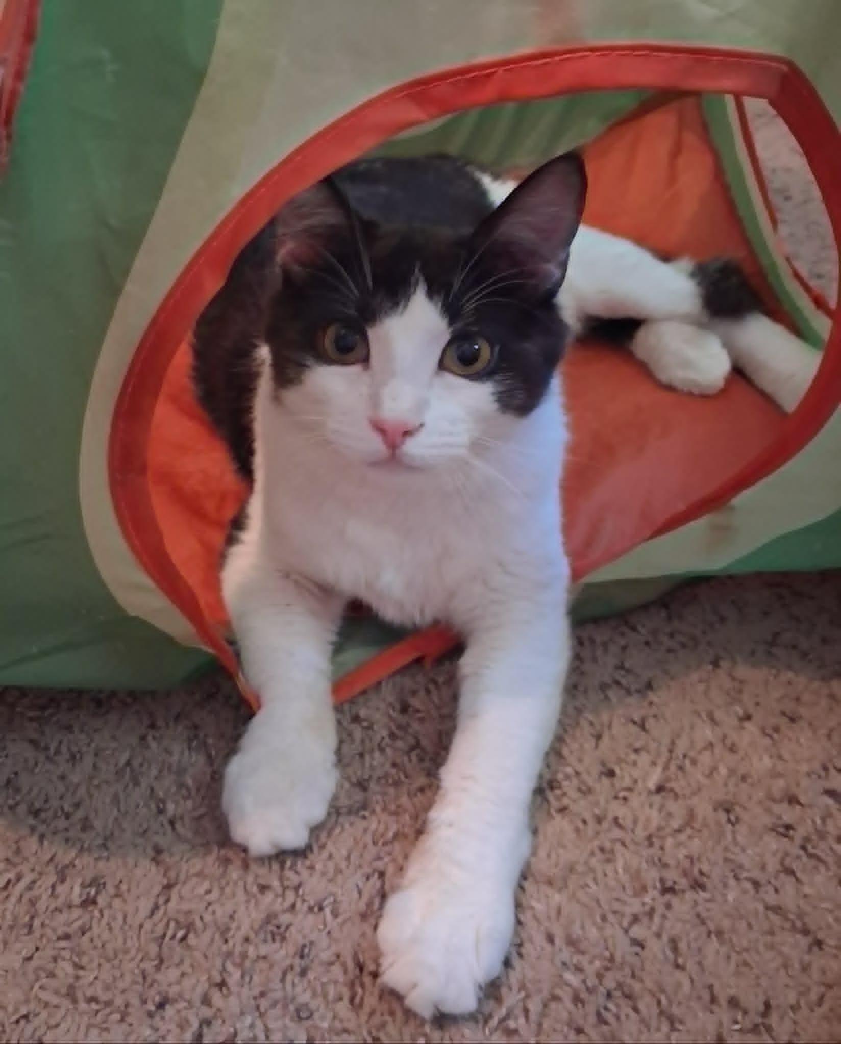 Austin (Son of Dallas), adoptable, Kitten Male Domestic Medium Hair & Maine Coon.