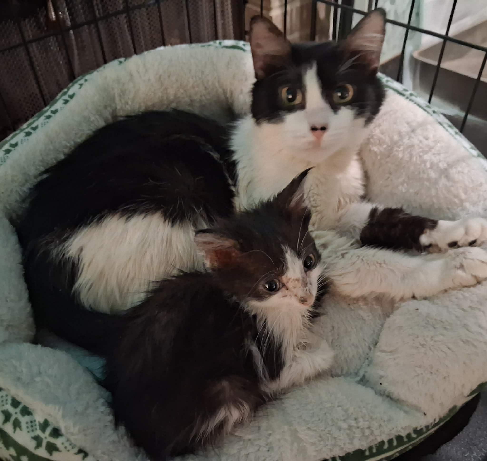 Enlarge Austin, son of Dallas, an adopted Domestic Medium Hair in Houston, TX image 2/5