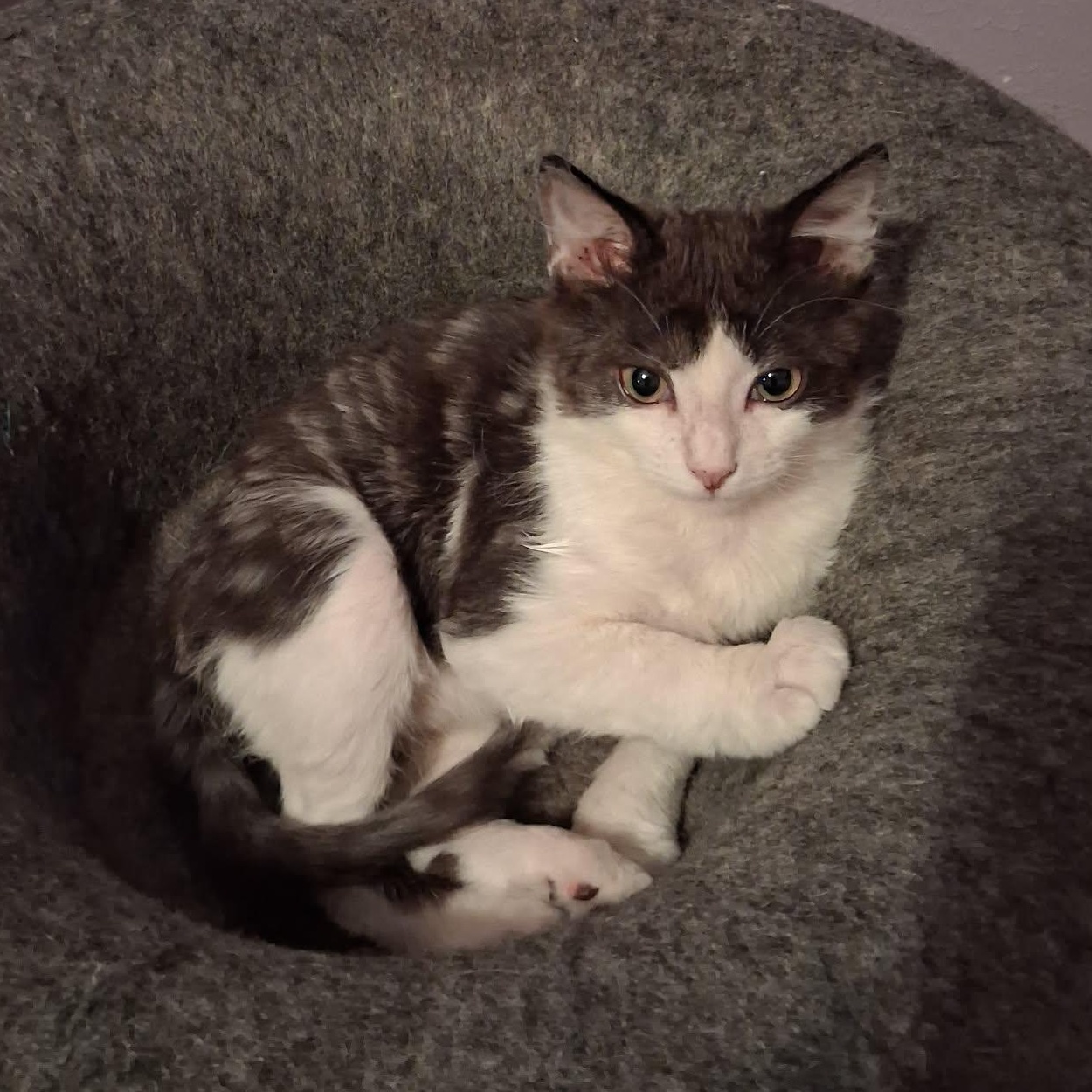 Austin (Son of Dallas), an adoptable Domestic Medium Hair in Houston, TX image 3/6