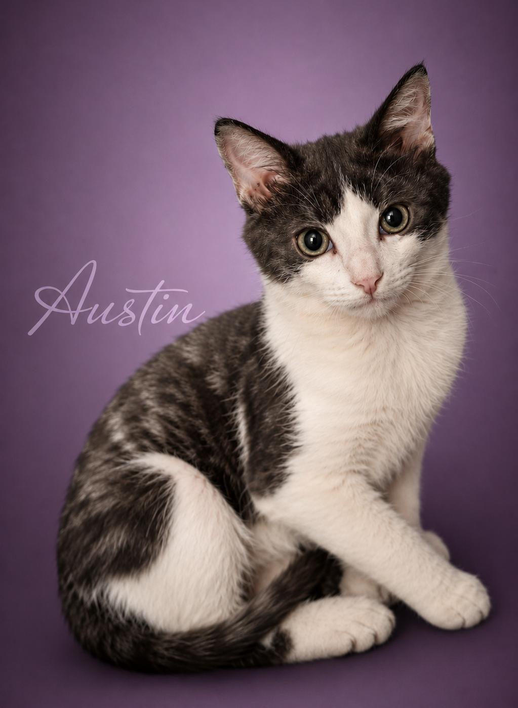 Austin (Son of Dallas), adoptable, Kitten Male Domestic Medium Hair.