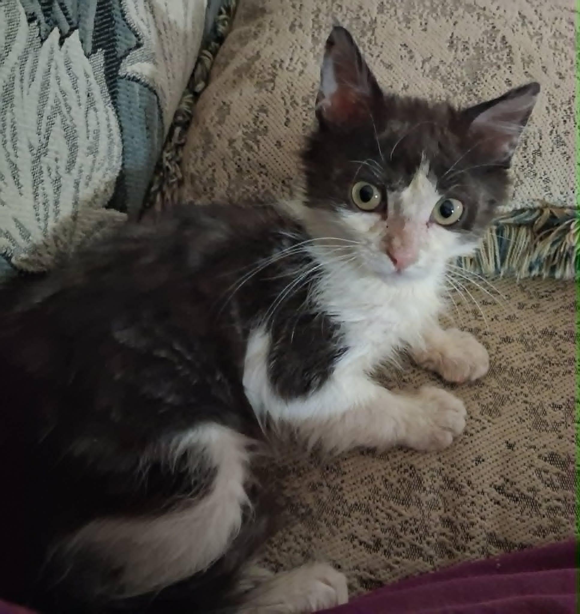 Enlarge Austin, son of Dallas, an adopted Domestic Medium Hair in Houston, TX image 1/5