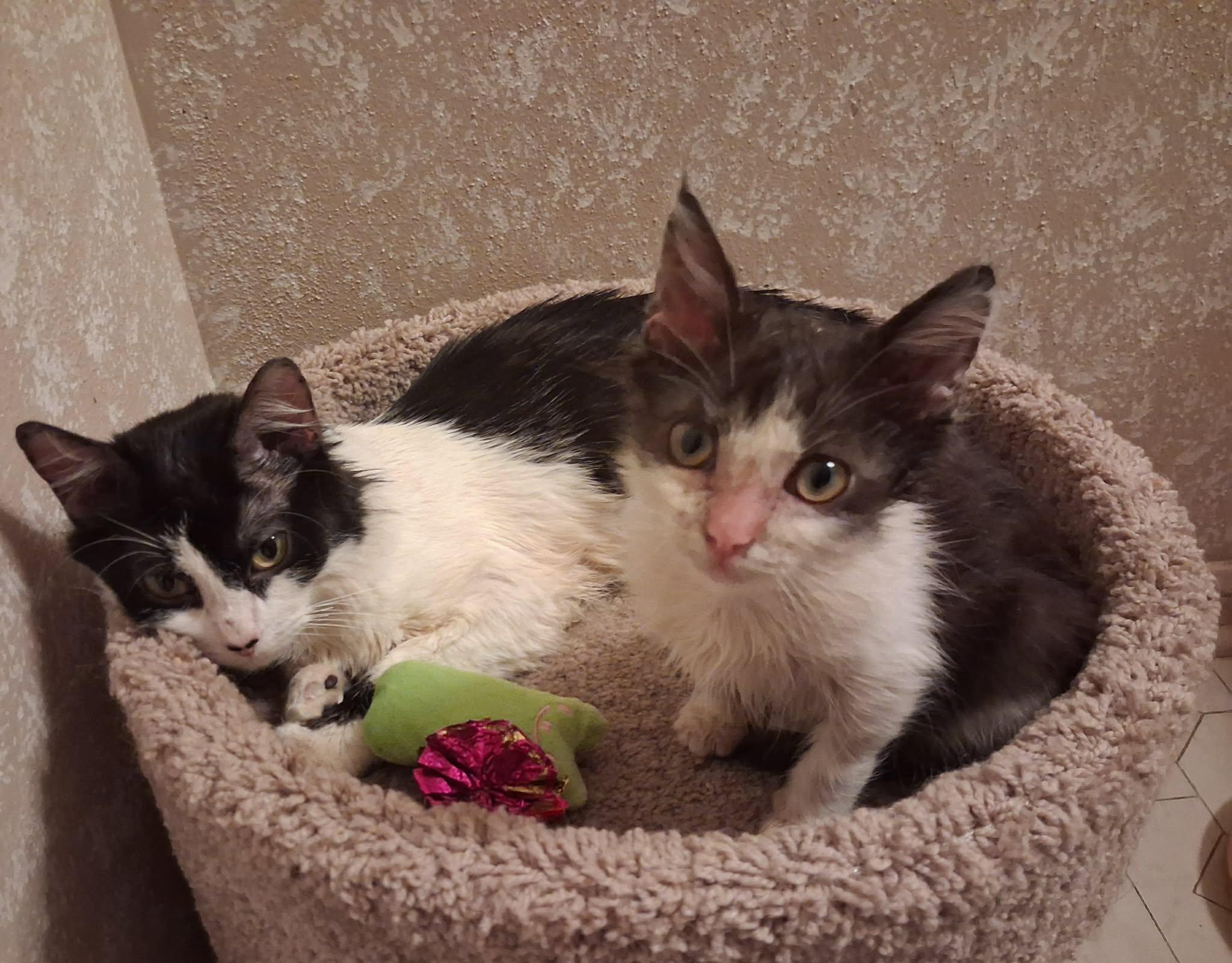 Enlarge Austin, son of Dallas, an adopted Domestic Medium Hair in Houston, TX image 5/5