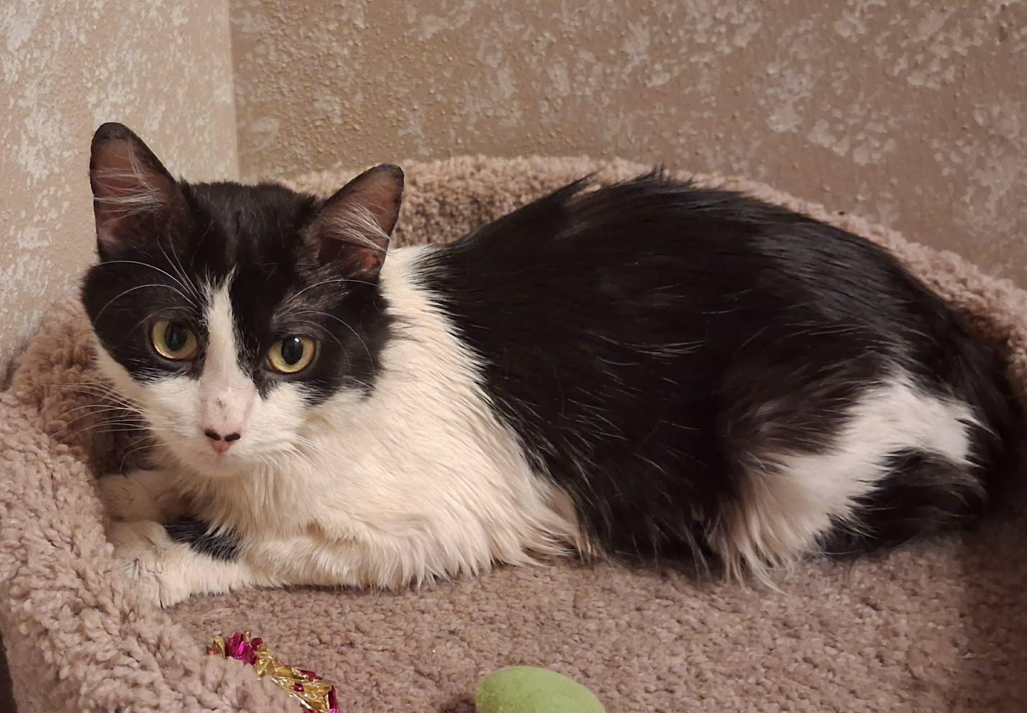 Enlarge Austin, son of Dallas, an adopted Domestic Medium Hair in Houston, TX image 4/5