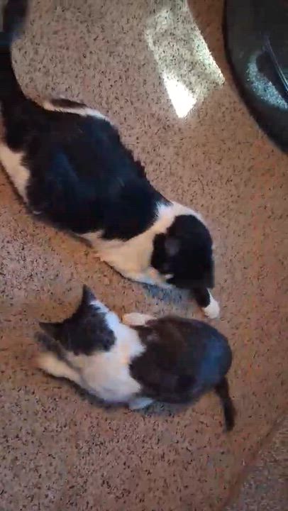 Enlarge Austin (Son of Dallas), an adoptable Domestic Medium Hair in Houston, TX video 2/6