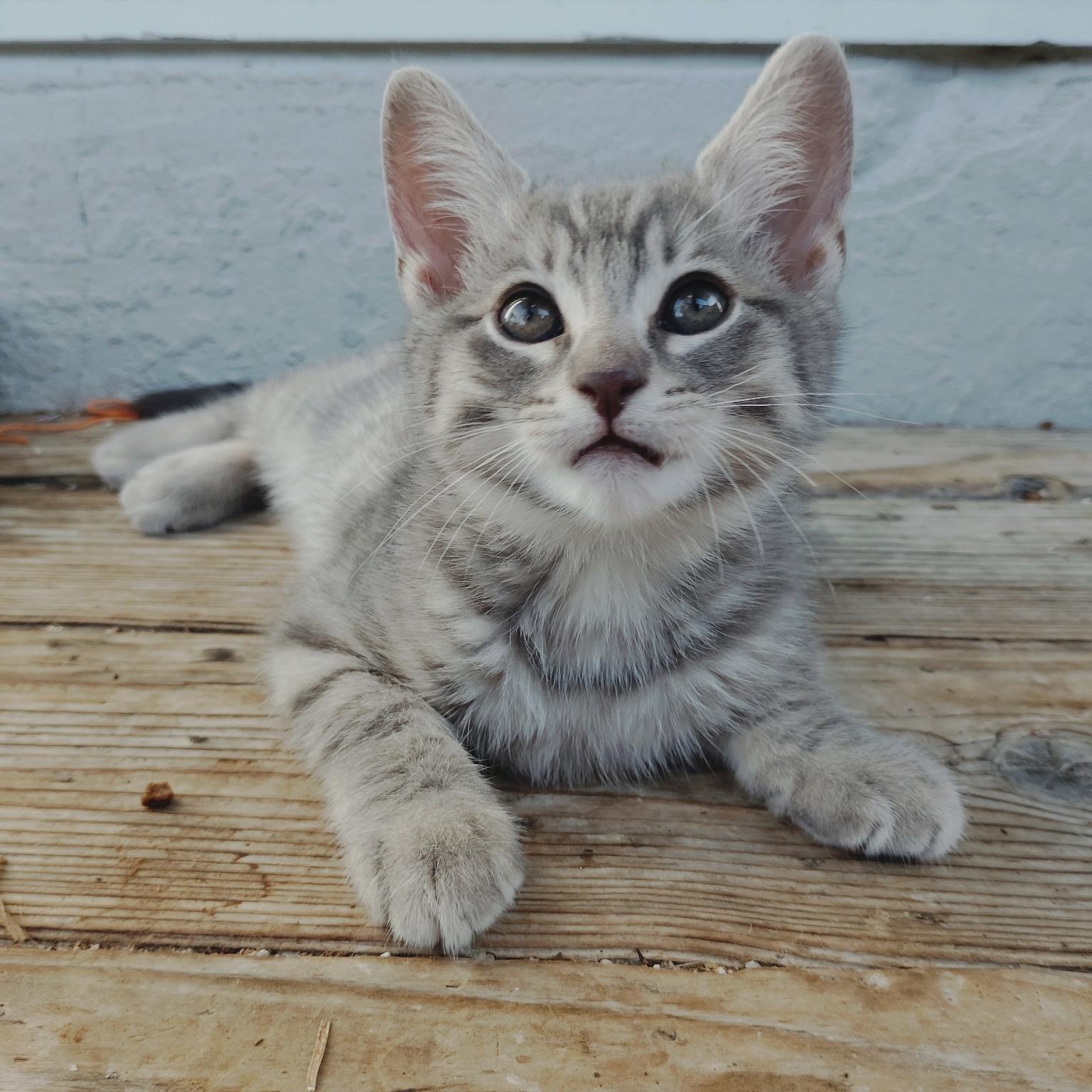 Enlarge Pepe, a Adoptable Tabby in Pinole, CA image 3/4