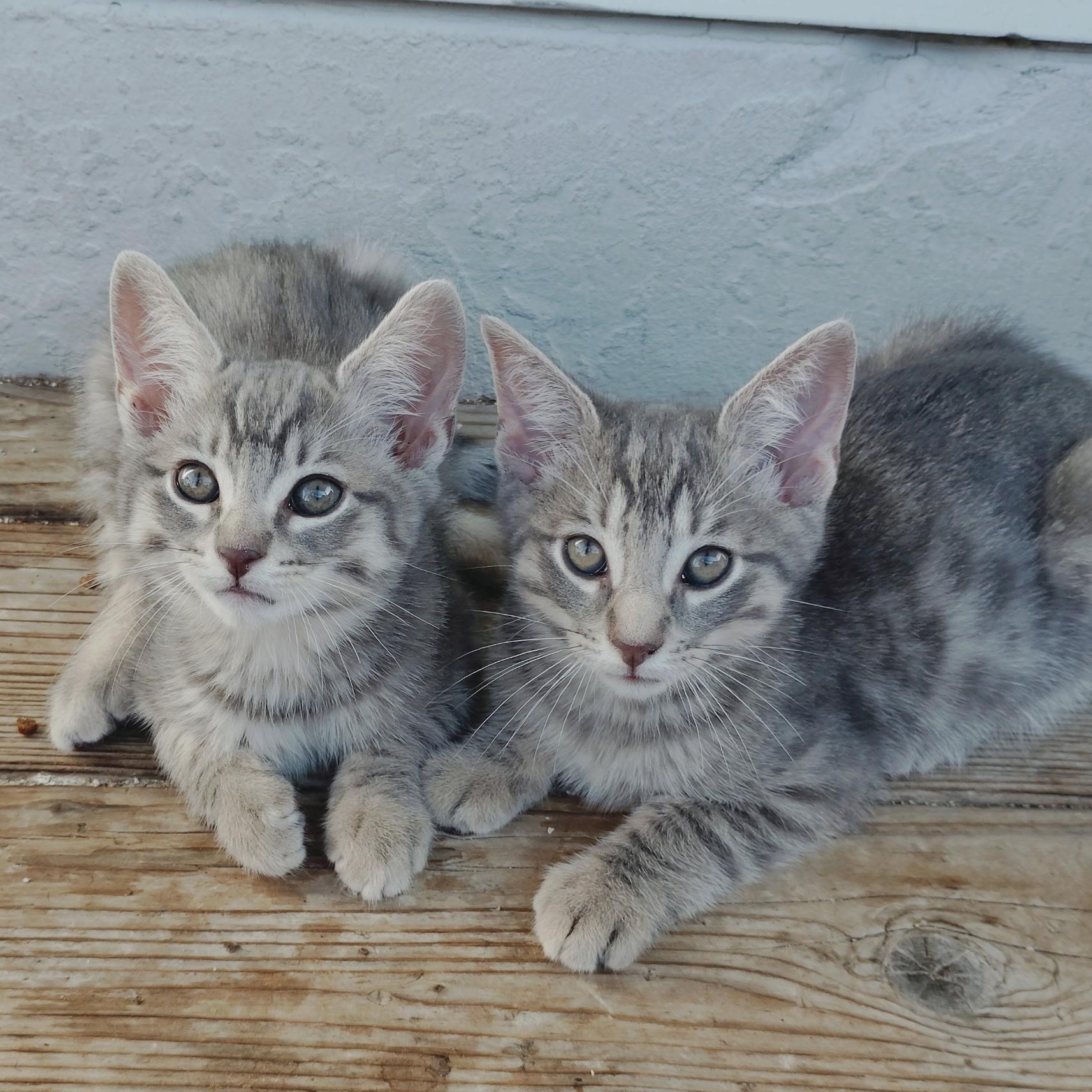 Pepe, Adoptable, Kitten Male Tabby.