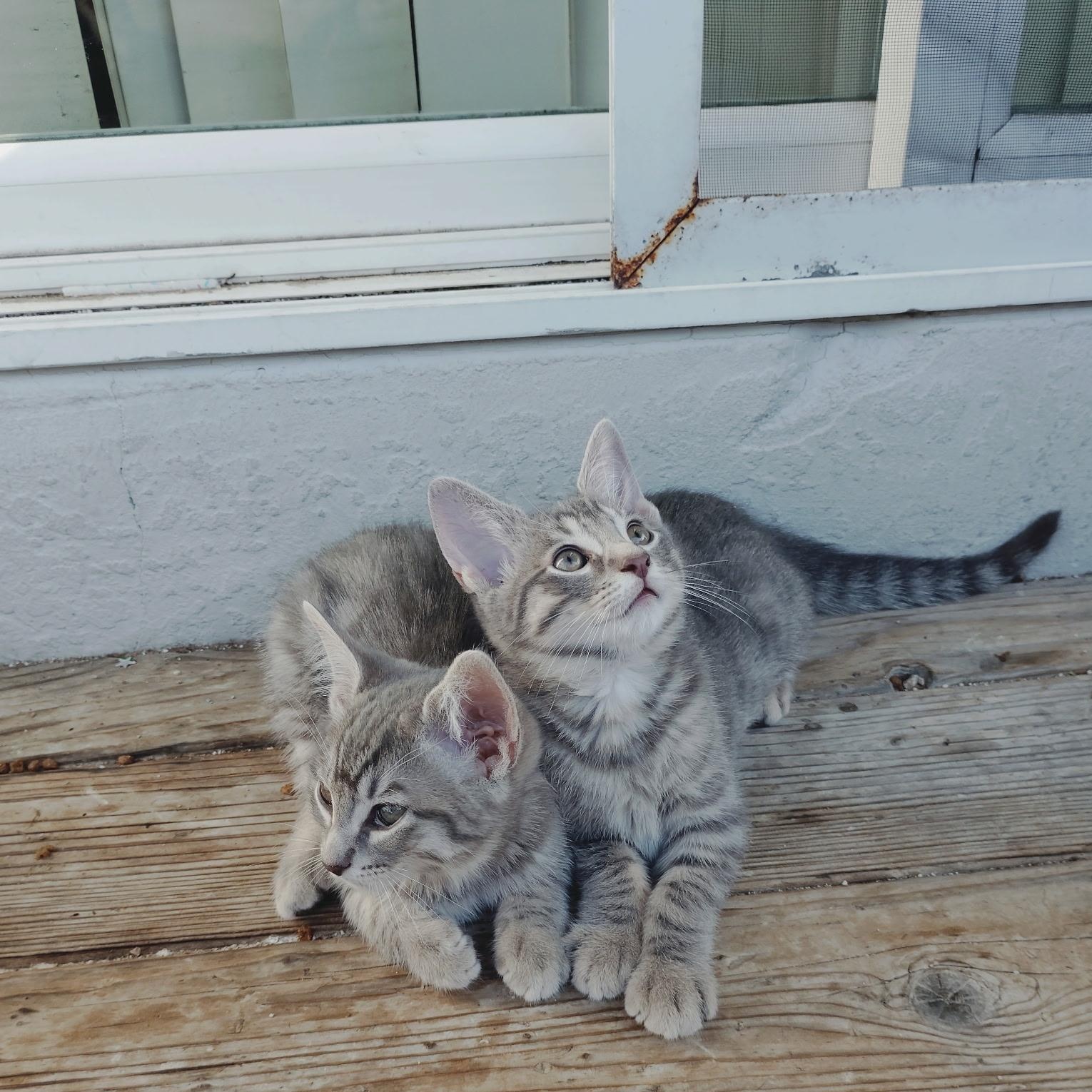 Enlarge Pepe, a Adoptable Tabby in Pinole, CA image 4/4