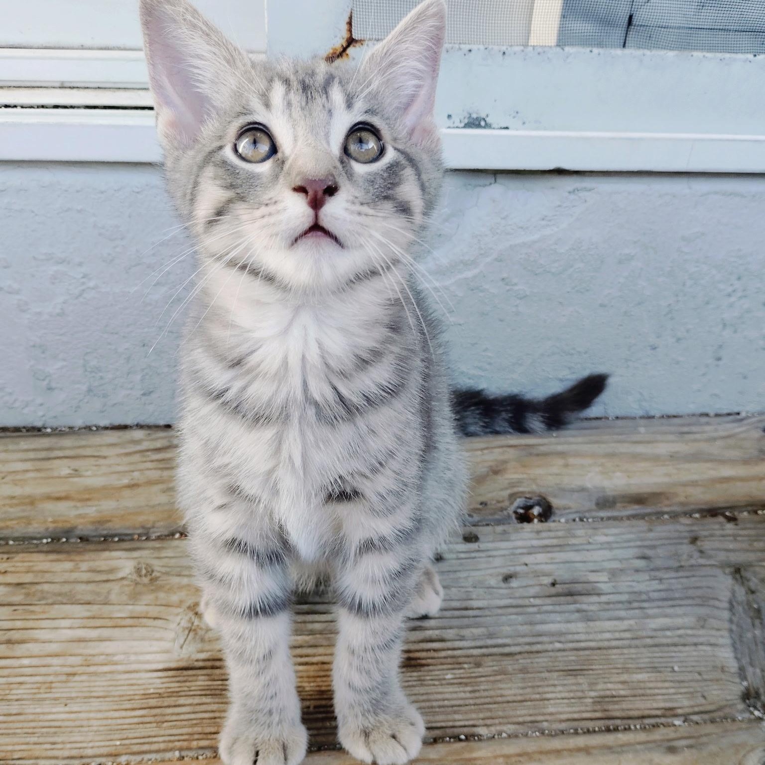 Enlarge Pepe, a Adoptable Tabby in Pinole, CA image 2/4