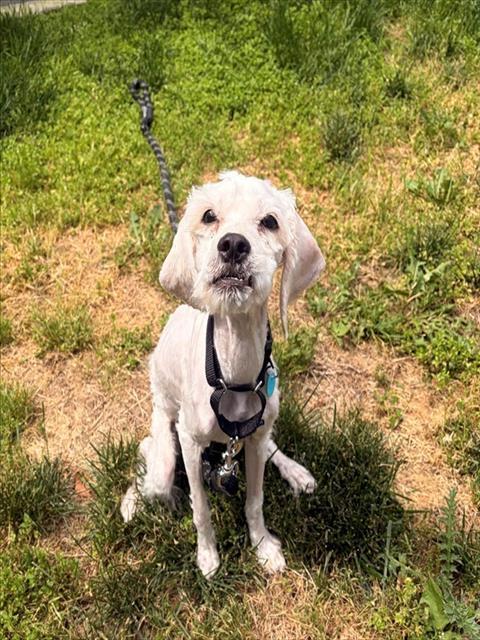 TEDDY, Adoptable, Young Male Cocker Spaniel & Poodle.
