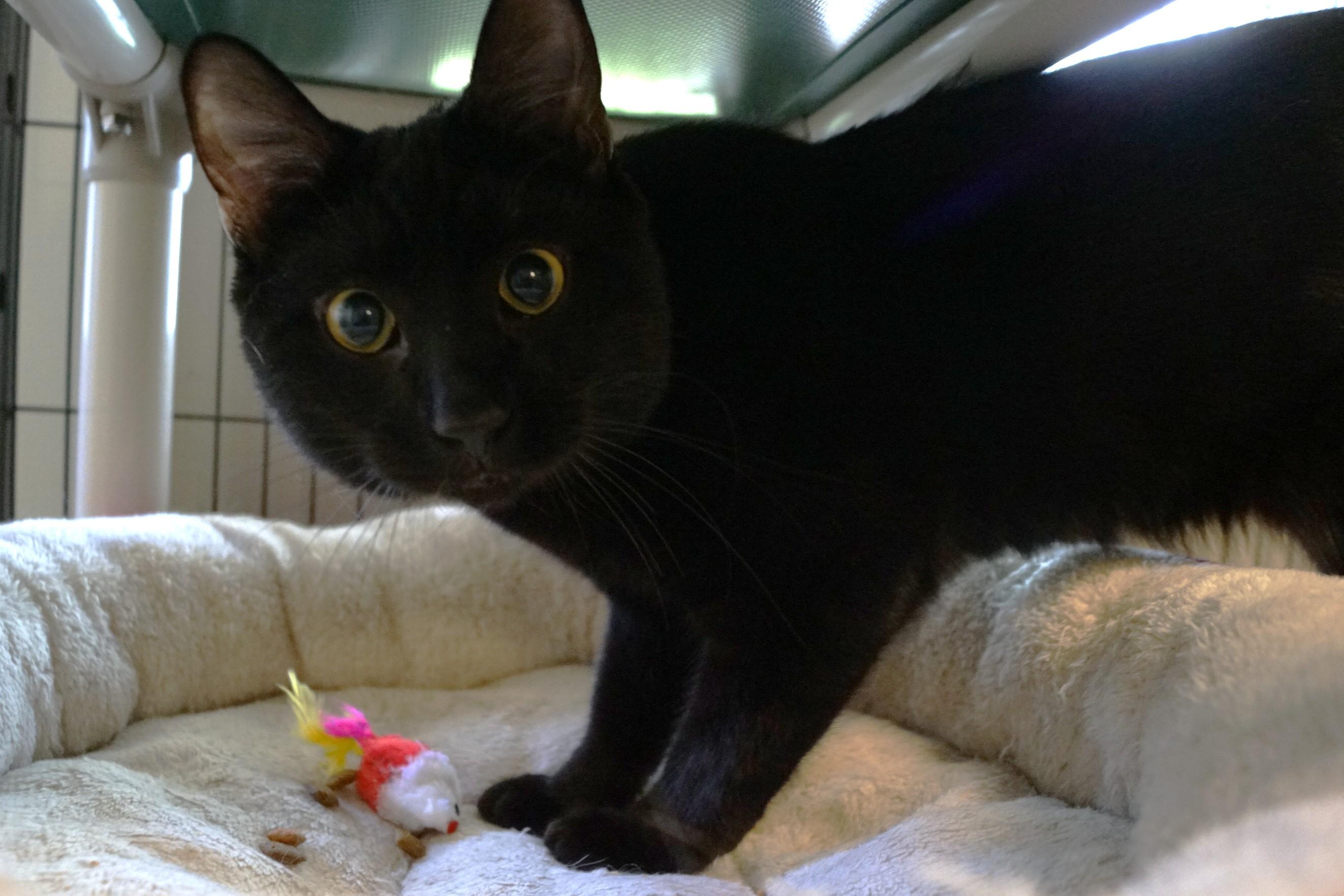 Enlarge Rafiki, an adopted Domestic Short Hair in New Milford, CT image 2/2