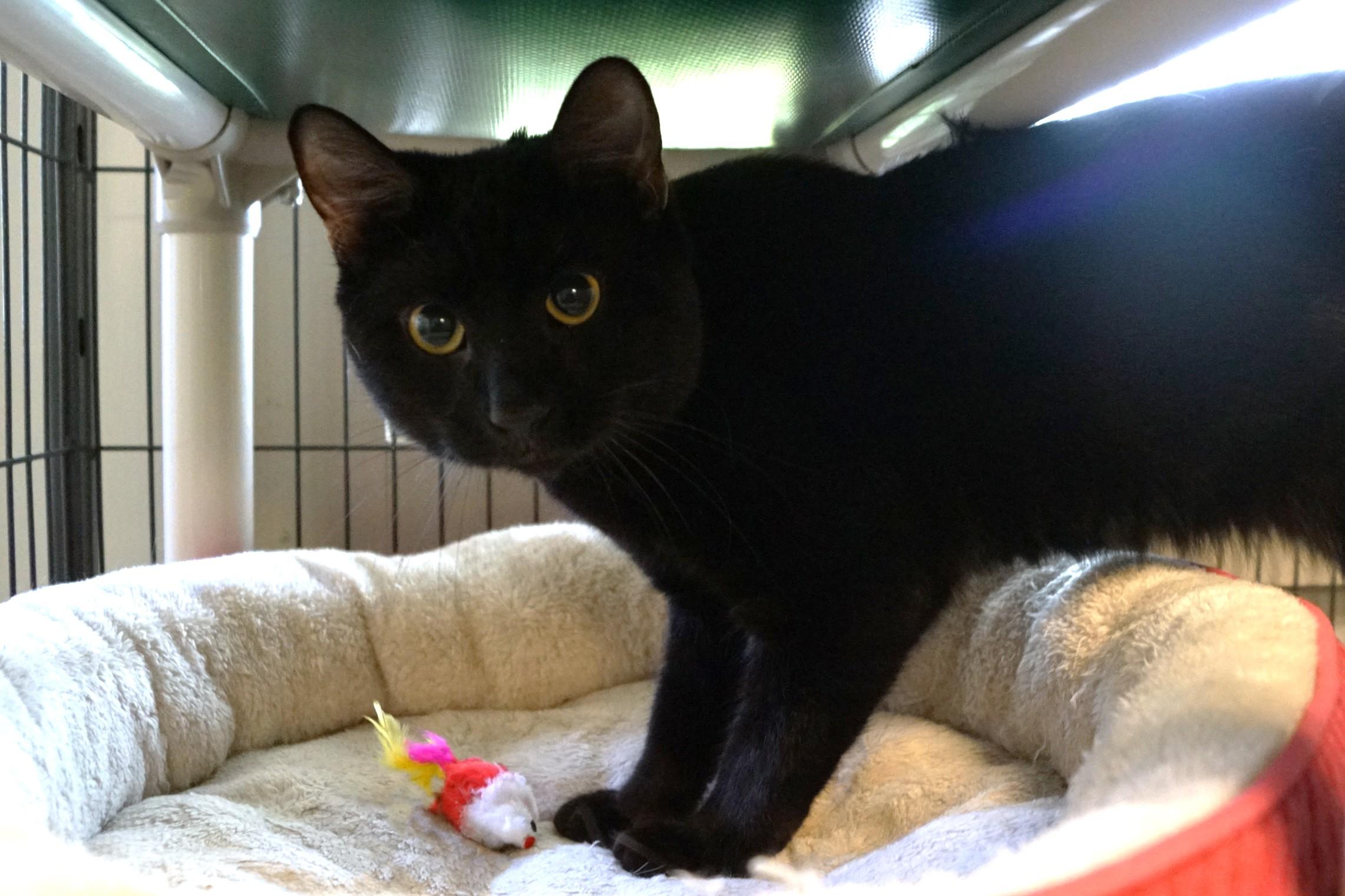 Rafiki, adopted, Adult Male Domestic Short Hair.