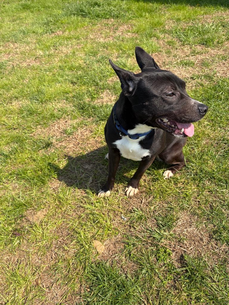 Enlarge Lady, a Adoptable mixed breed in Gallatin, TN image 1/3