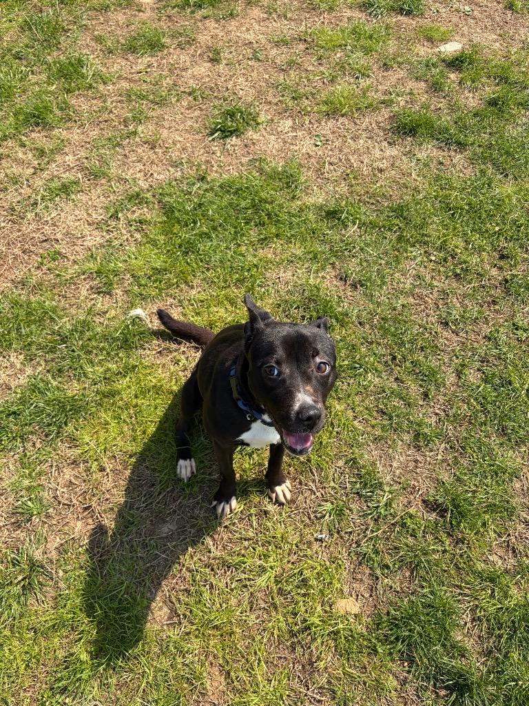 Enlarge Lady, a Adoptable mixed breed in Gallatin, TN image 2/3