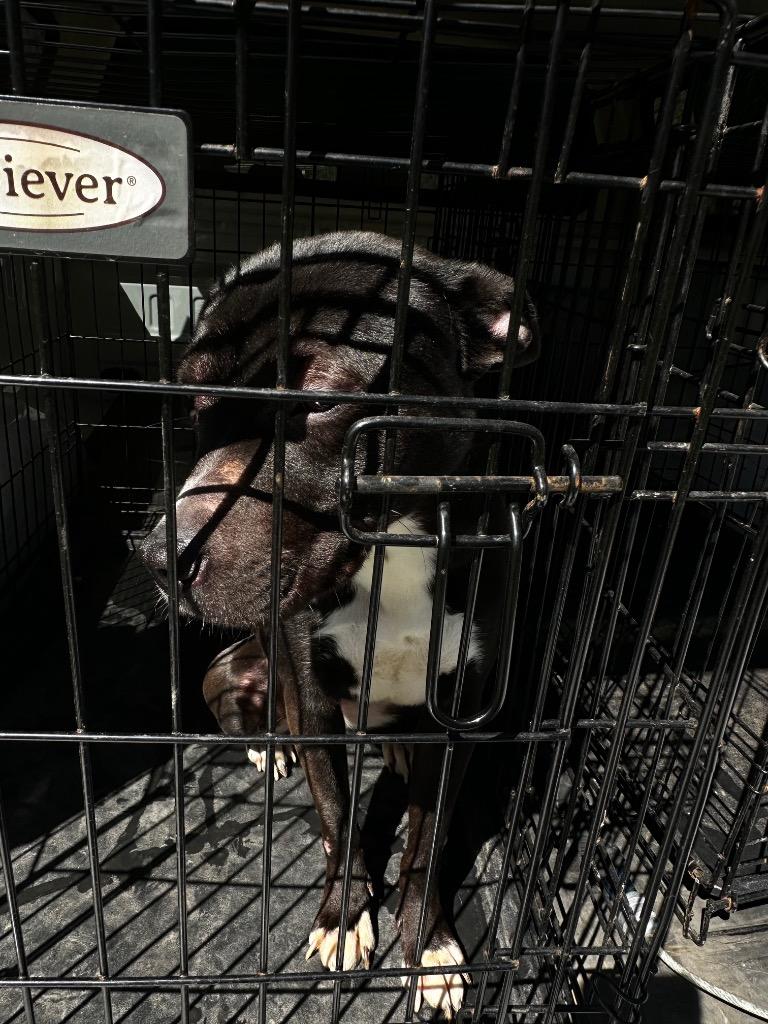 Enlarge Lady, a Adoptable mixed breed in Gallatin, TN image 3/3