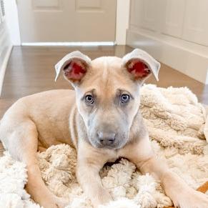 Enlarge Penny, a Adoptable Mixed Breed in Hinsdale, IL image 1/4