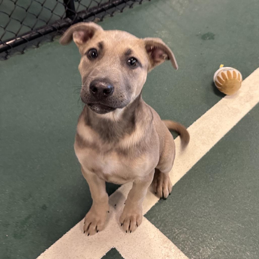 Enlarge Penny, a Adoptable Mixed Breed in Hinsdale, IL image 3/4