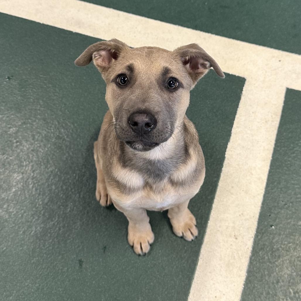 Enlarge Penny, a Adoptable Mixed Breed in Hinsdale, IL image 4/4