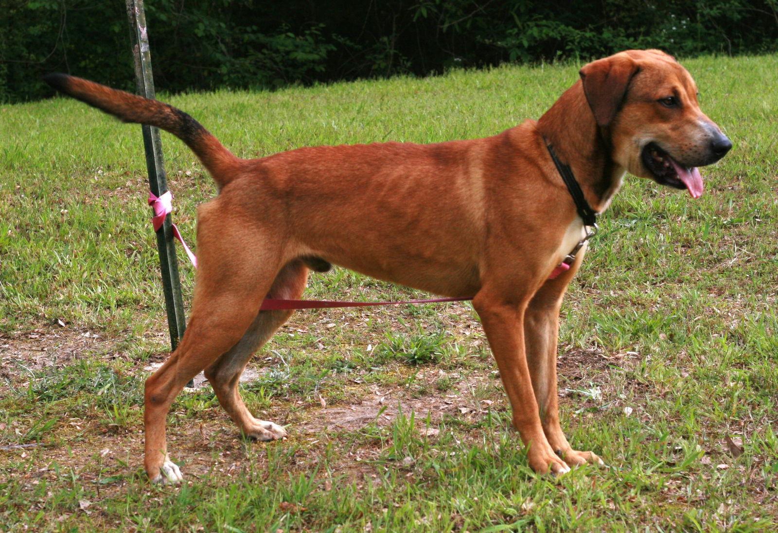 Enlarge Oscar, a Adoptable mixed breed in Attalla, AL image 2/3