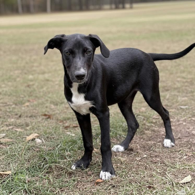 Monica, Adoptable, Puppy Female Black Labrador Retriever.