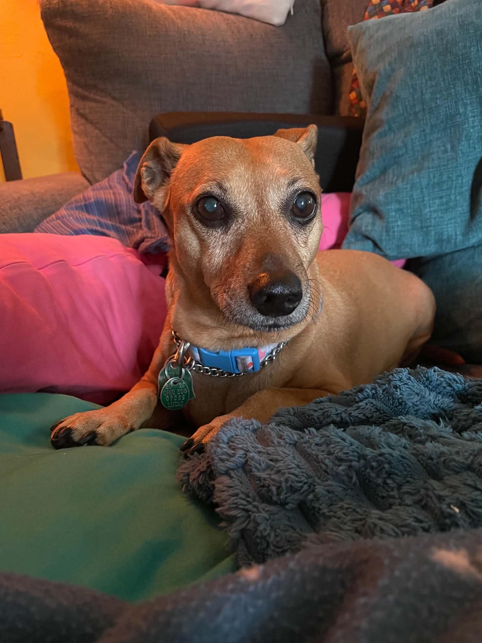 Ariel, Adoptable, Senior Female Chiweenie.