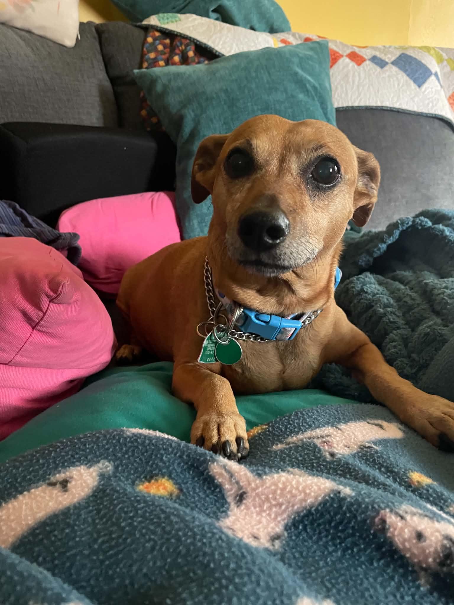 Ariel, a Adoptable mixed breed in Toledo, OH image 3/3