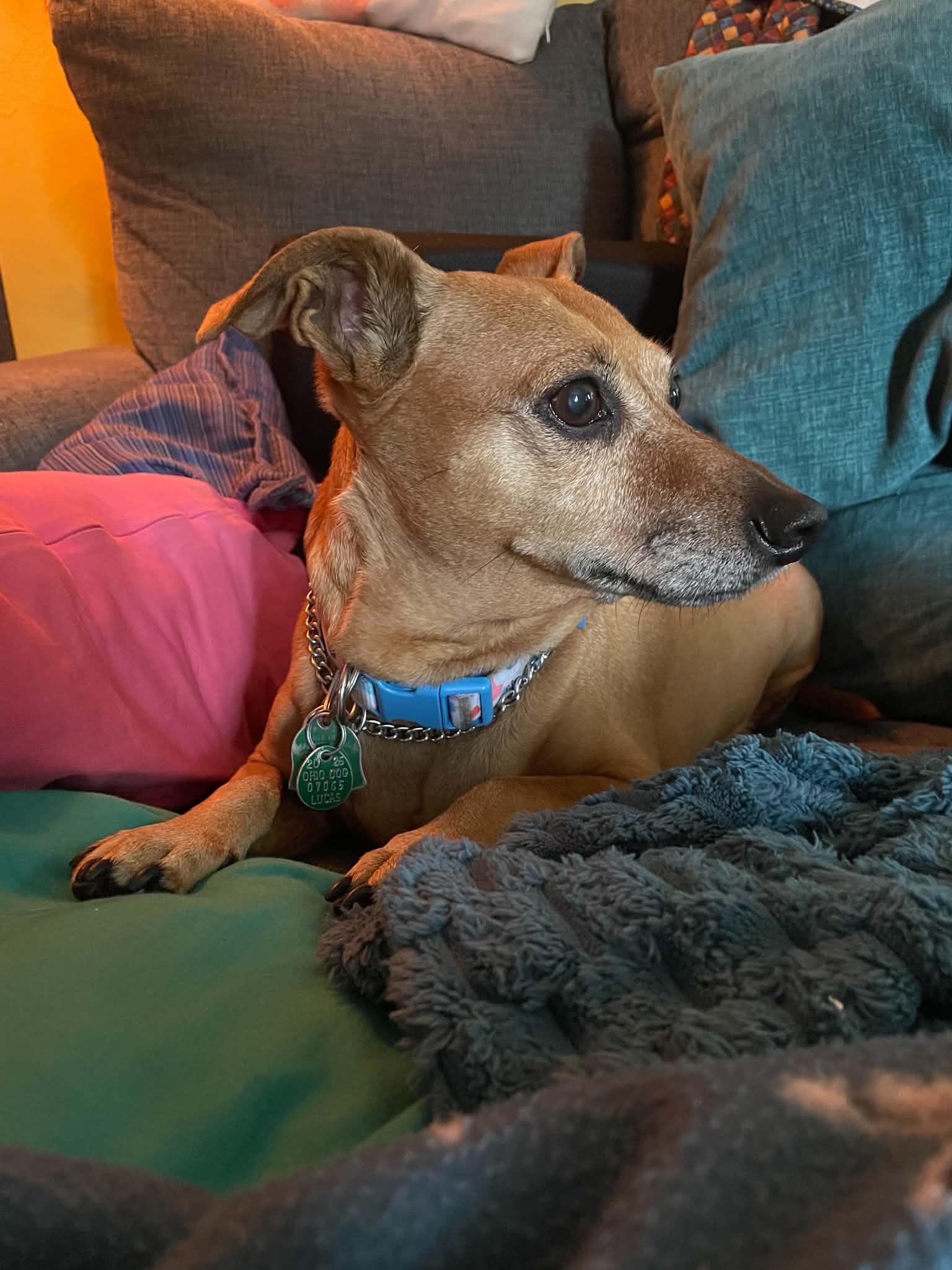 Ariel, a Adoptable mixed breed in Toledo, OH image 2/3