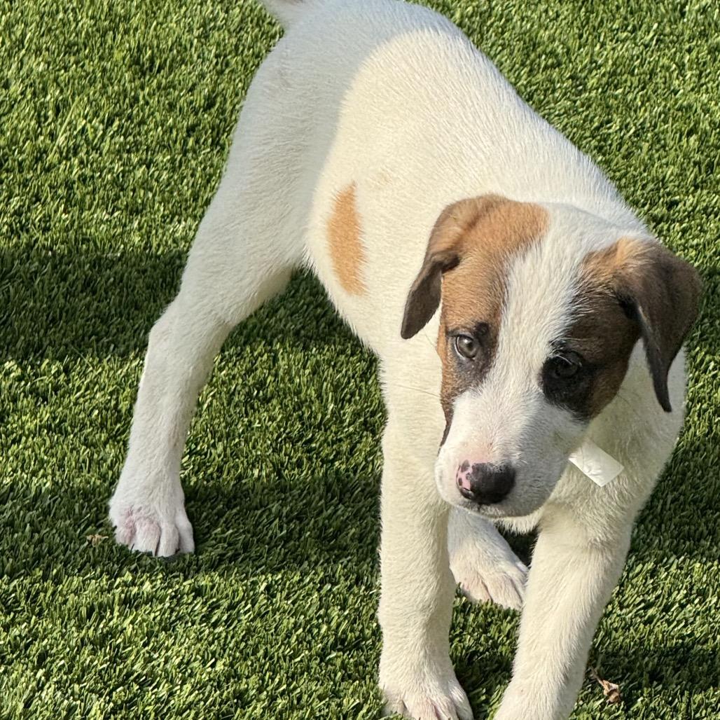 Enlarge Sloan, a Adoptable mixed breed in San Antonio, TX image 1/2