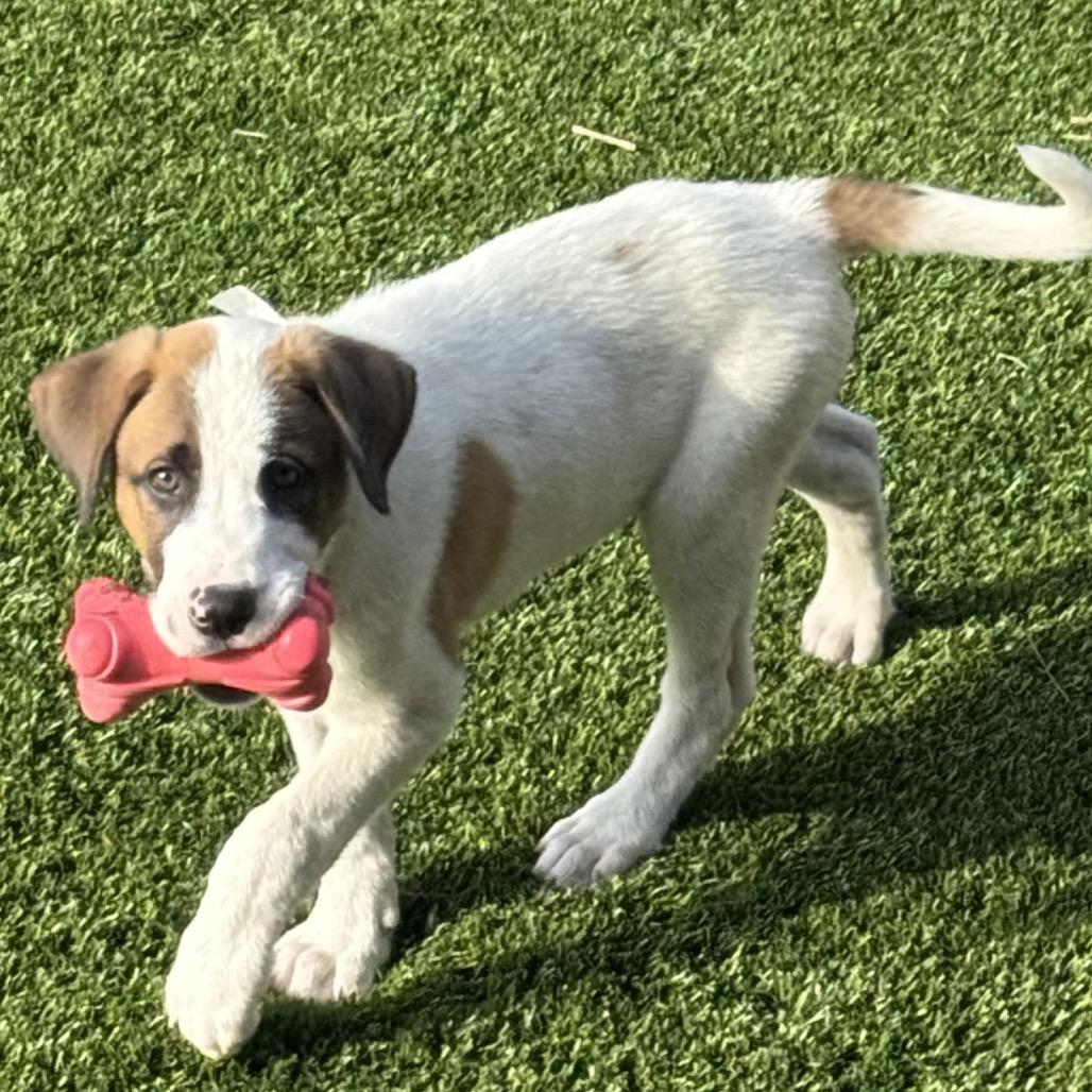 Enlarge Sloan, a Adoptable mixed breed in San Antonio, TX image 2/2