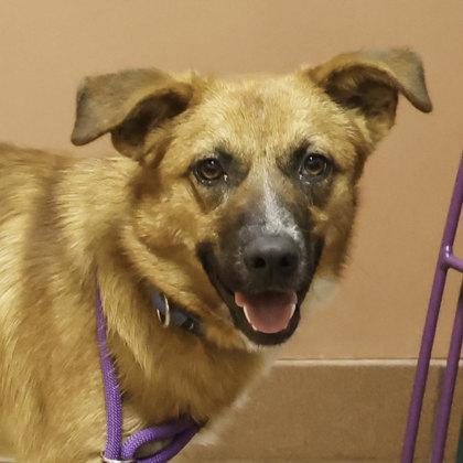 Tanner, Adoptable, Puppy Male Shepherd & Mixed Breed.