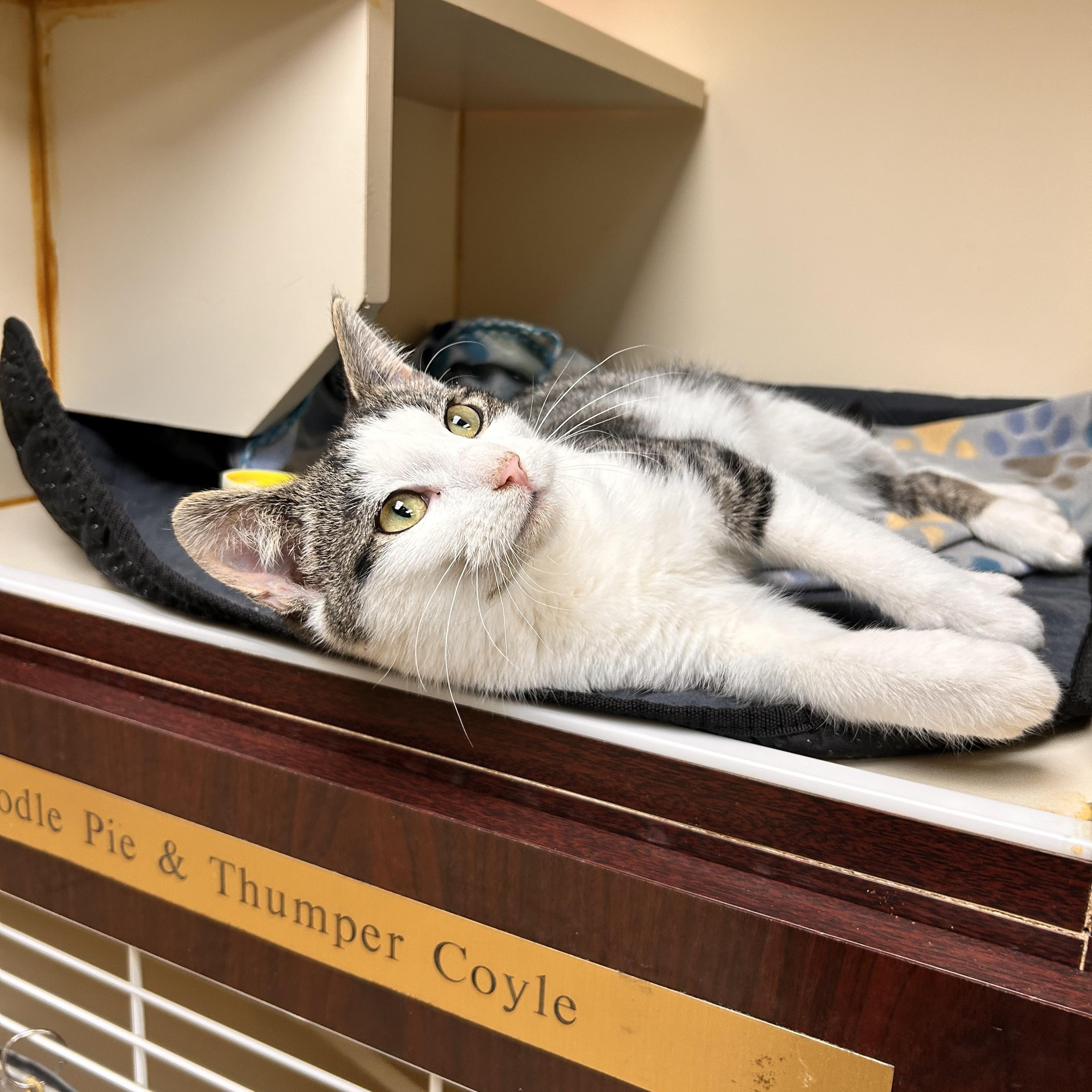 Stewart, adopted, Young Male Domestic Short Hair.