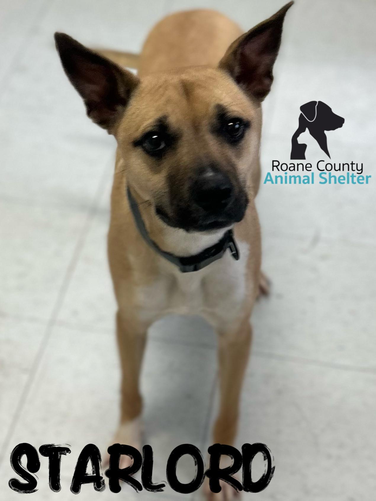 Starlord , ADOPTABLE, Adult Male Pit Bull Terrier.