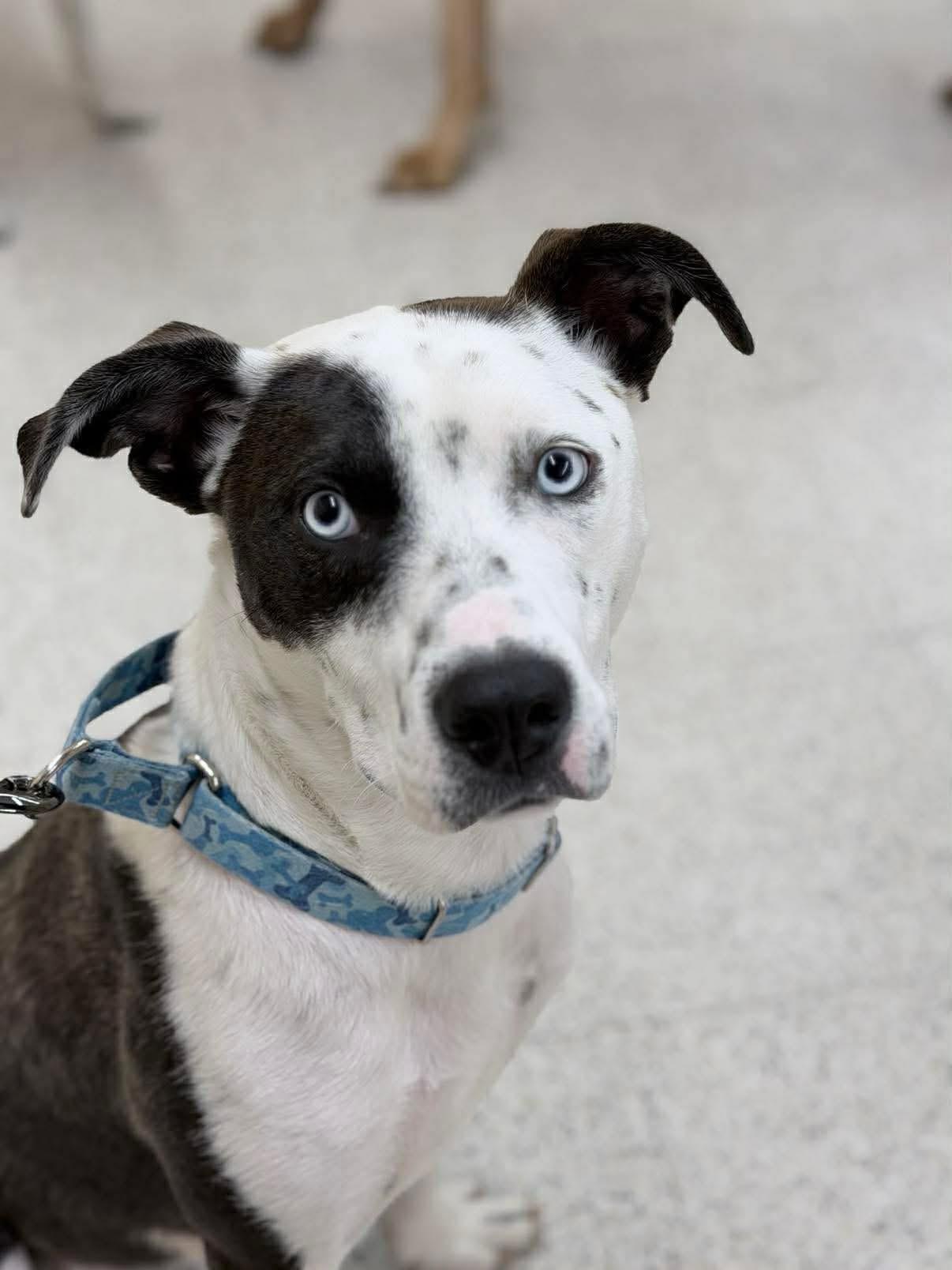 Enlarge Duke / Yam, an adoptable Mixed Breed in Highland, NY image 1/5