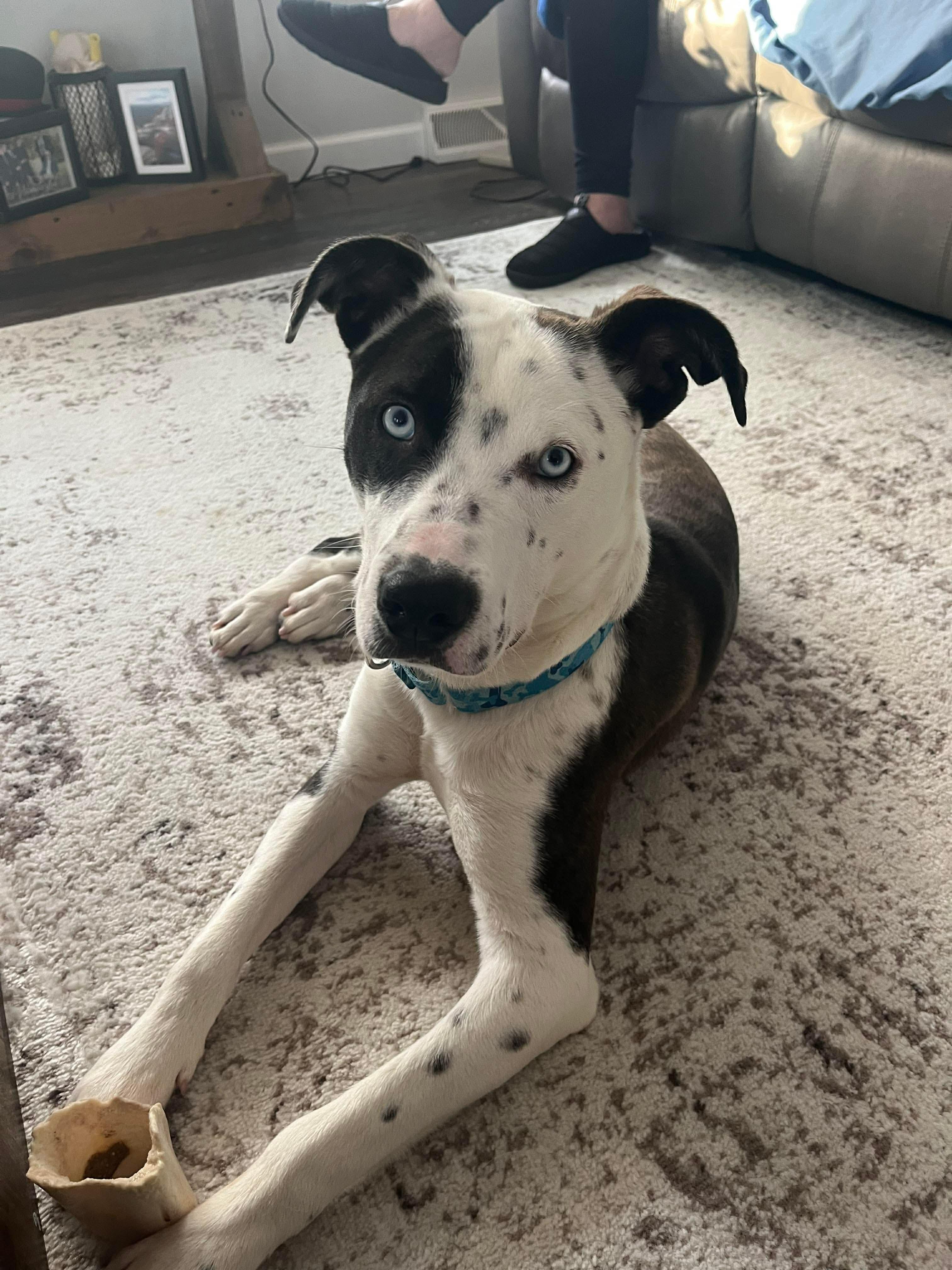 Enlarge Duke / Yam, an adoptable Mixed Breed in Highland, NY image 2/5