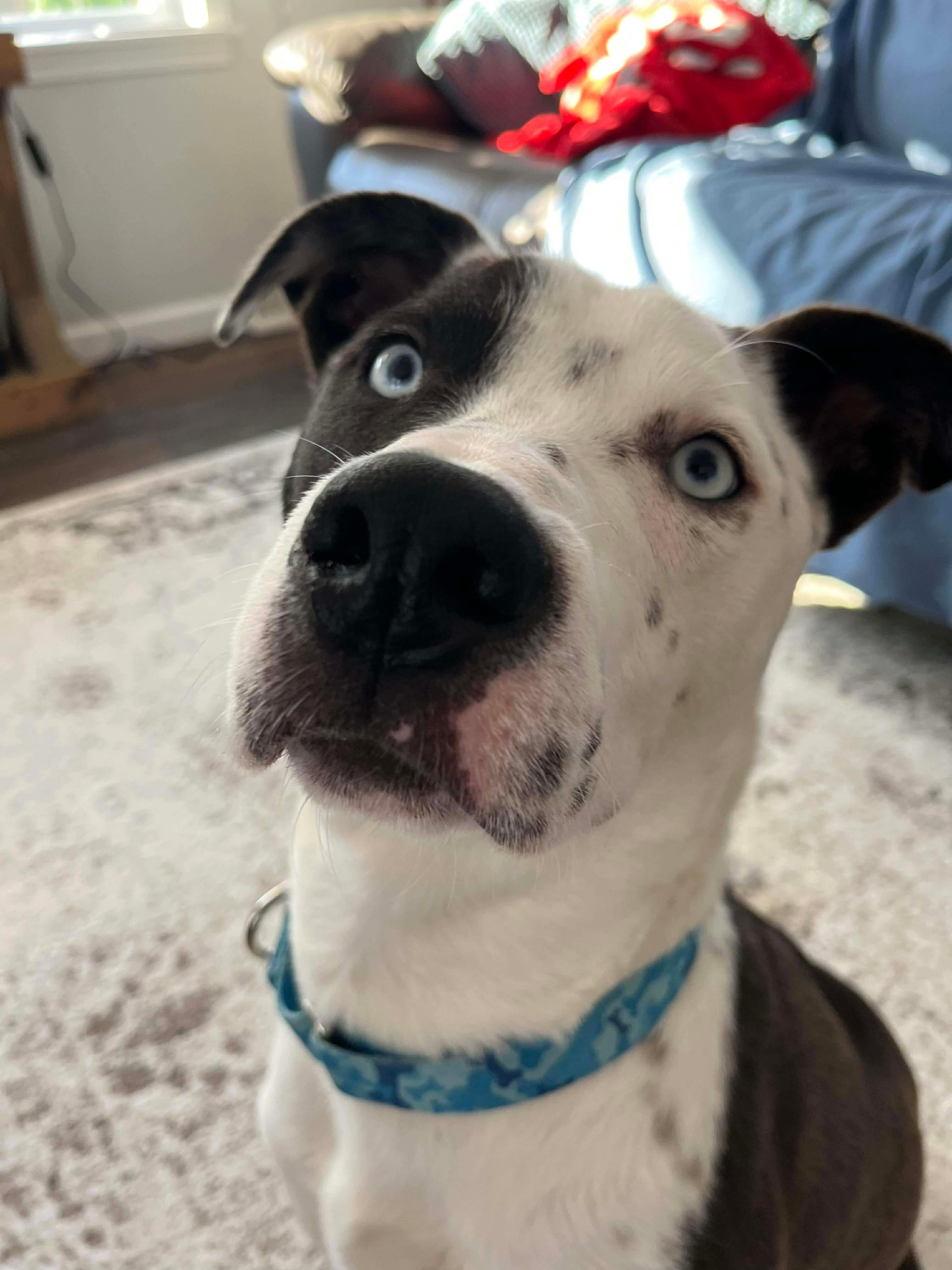 Enlarge Duke / Yam, an adoptable Mixed Breed in Highland, NY image 5/5