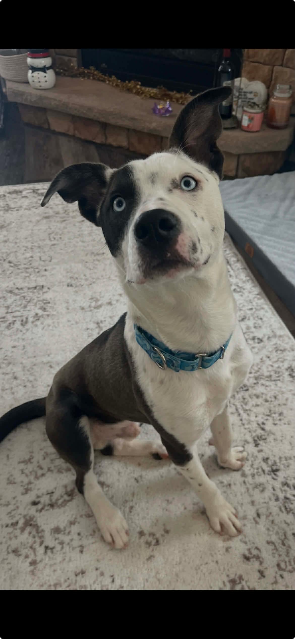 Enlarge Duke / Yam, an adoptable Mixed Breed in Highland, NY image 3/5