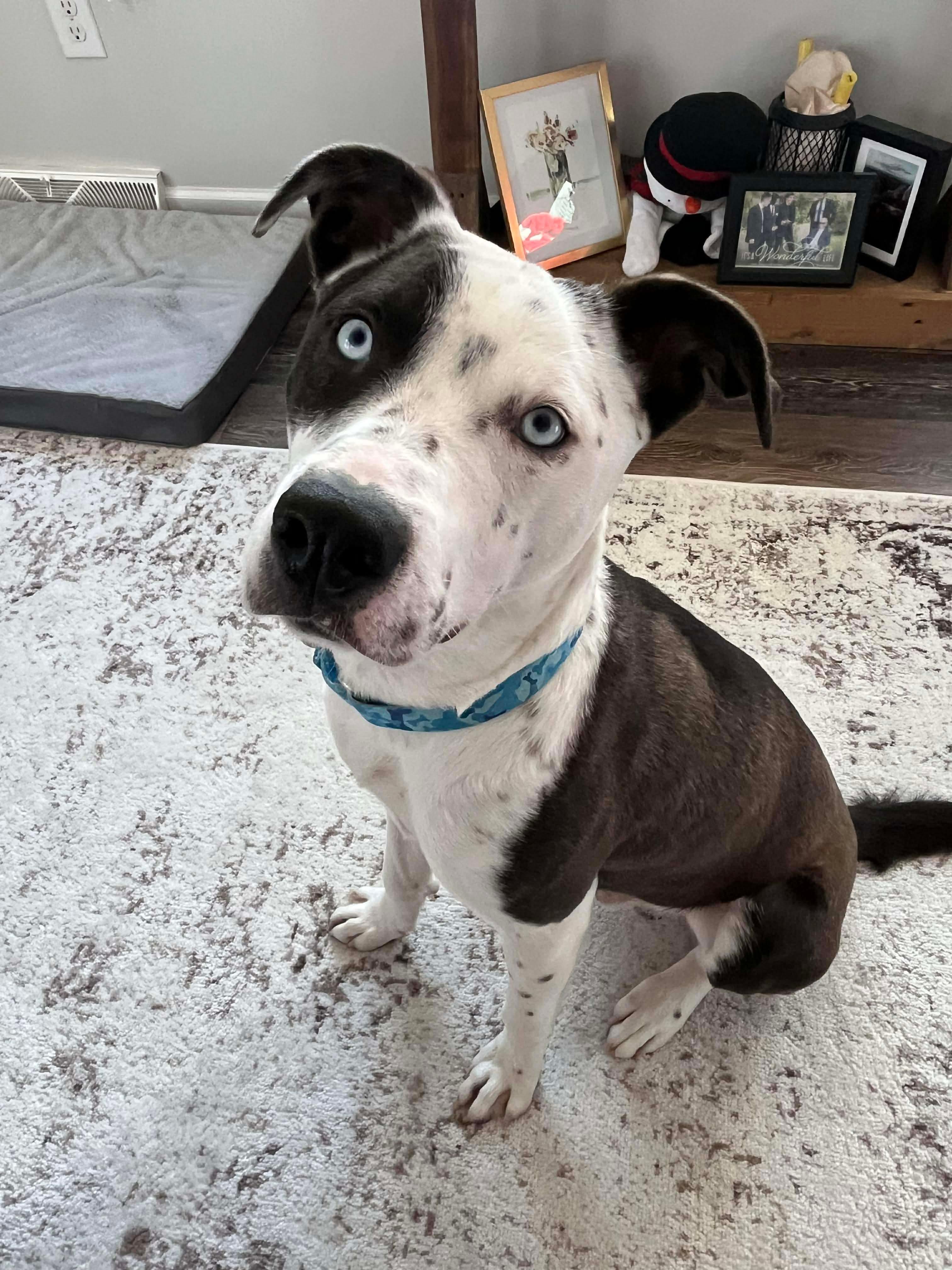 Enlarge Duke / Yam, an adoptable Mixed Breed in Highland, NY image 4/5