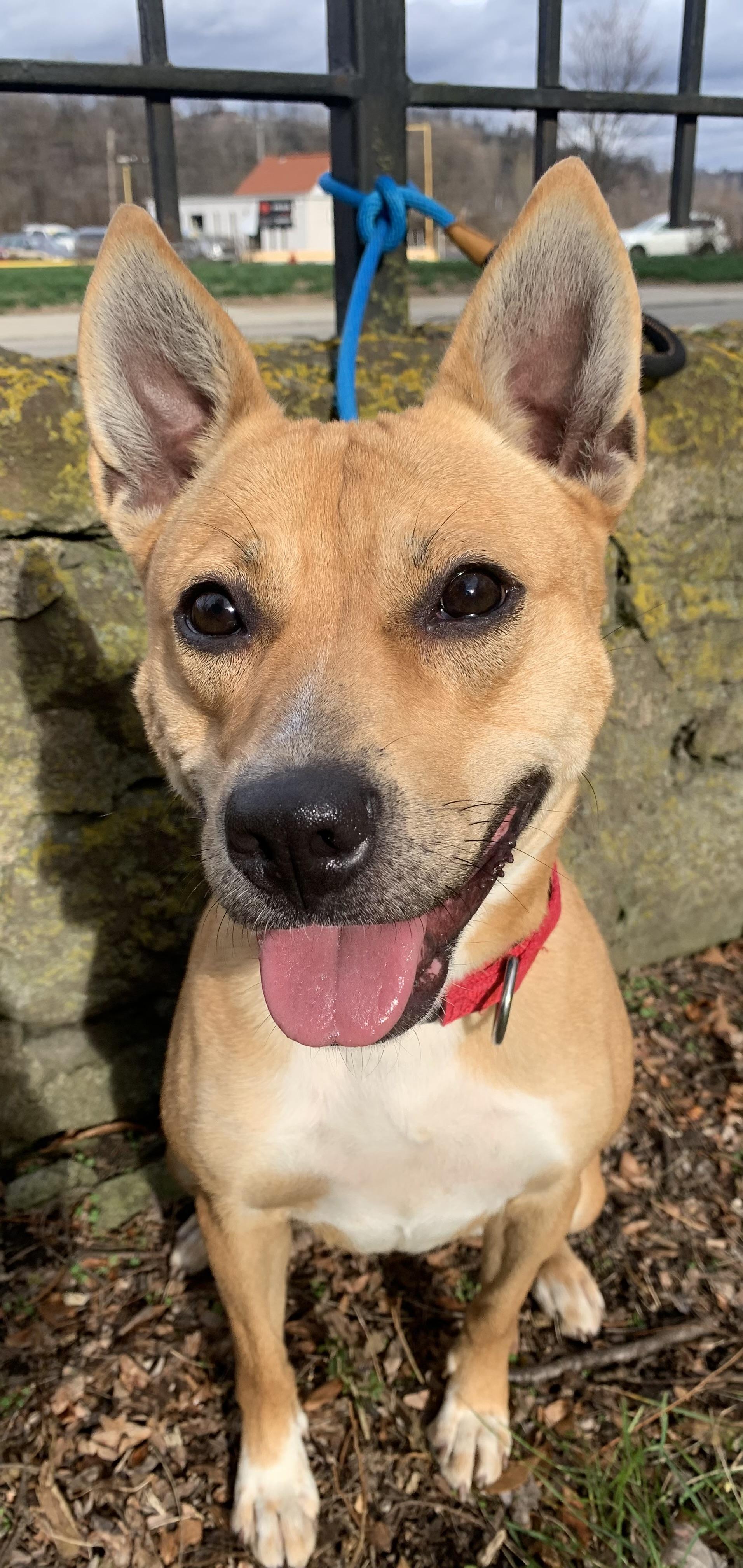 Enlarge Betty, a Adoptable Mixed Breed in McKeesport, PA image 1/6