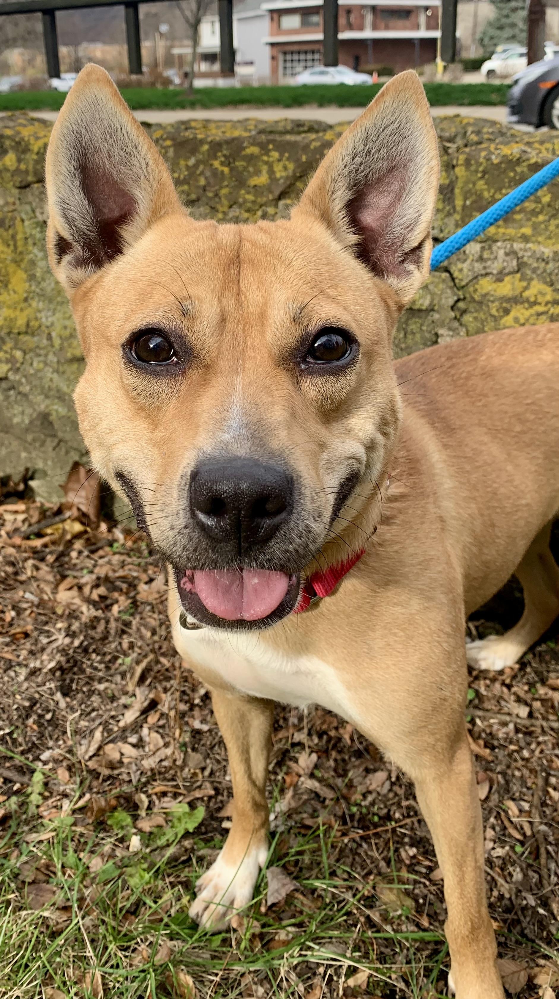 Enlarge Betty, a Adoptable Mixed Breed in McKeesport, PA image 2/6