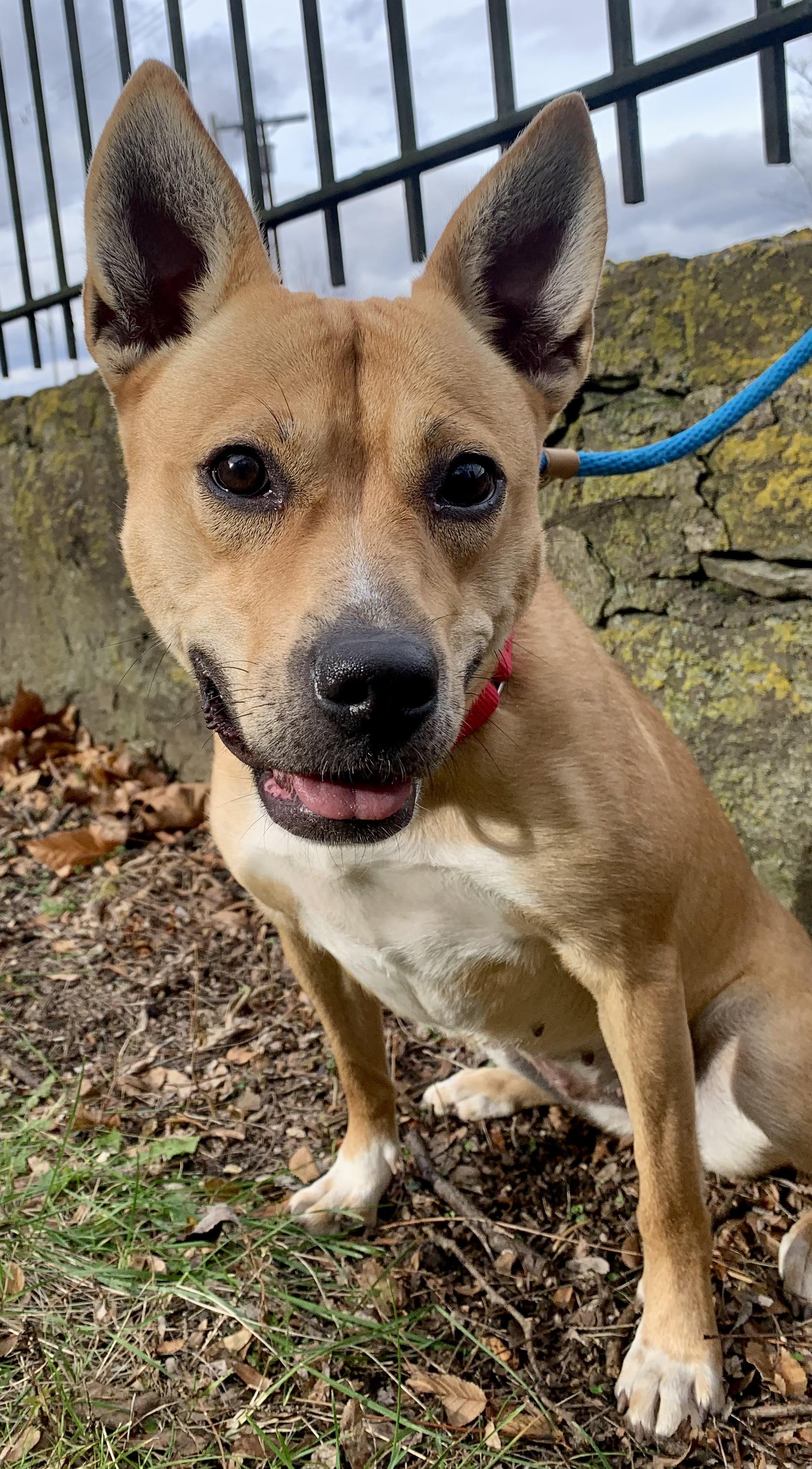 Enlarge Betty, a Adoptable Mixed Breed in McKeesport, PA image 3/6