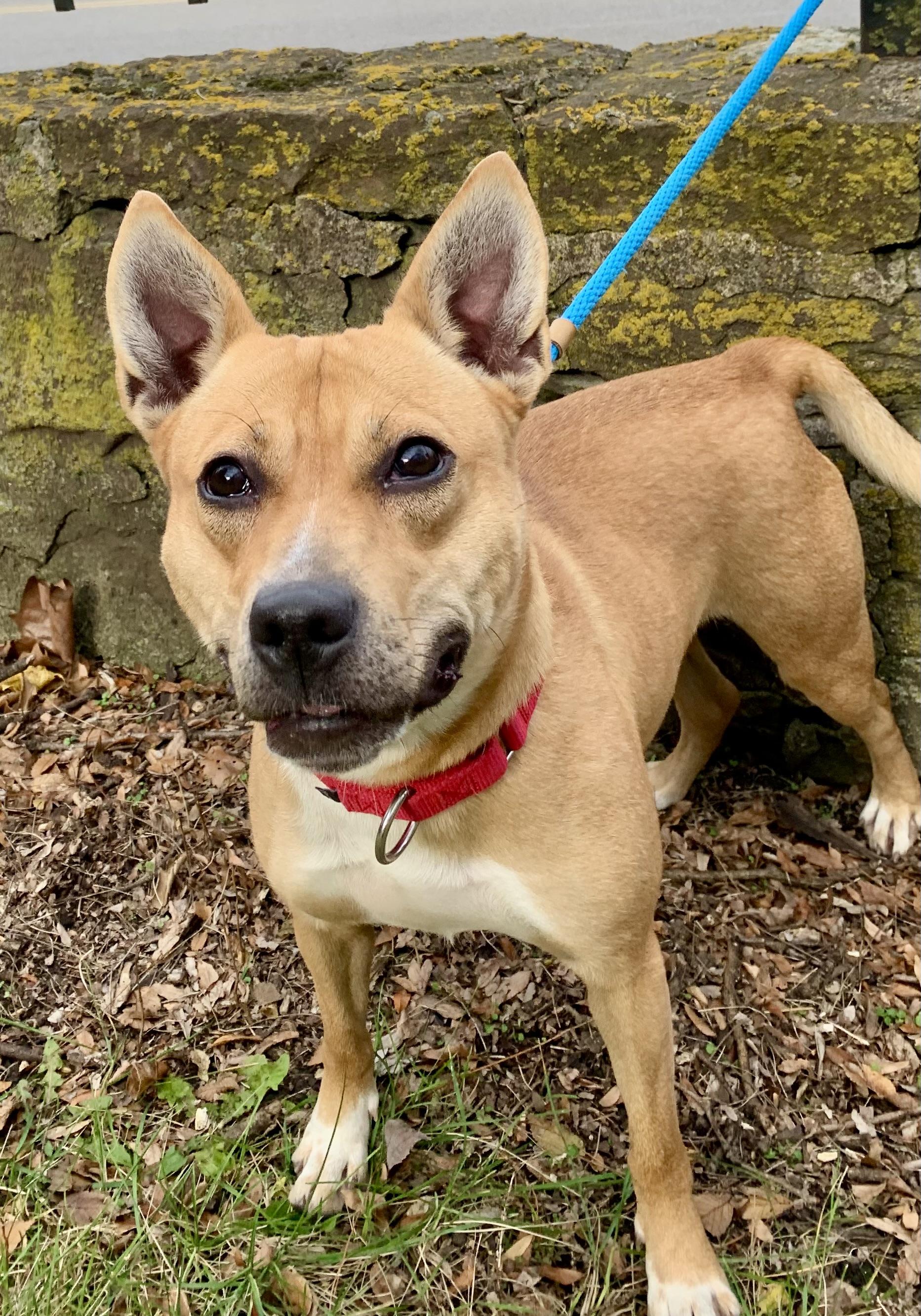 Enlarge Betty, a Adoptable Mixed Breed in McKeesport, PA image 5/6
