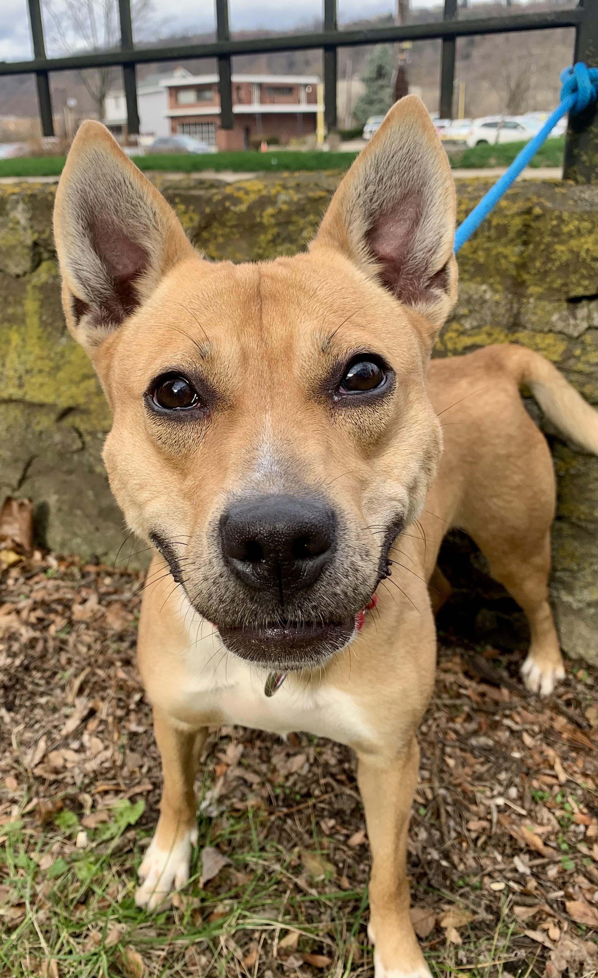 Enlarge Betty, a Adoptable Mixed Breed in McKeesport, PA image 6/6