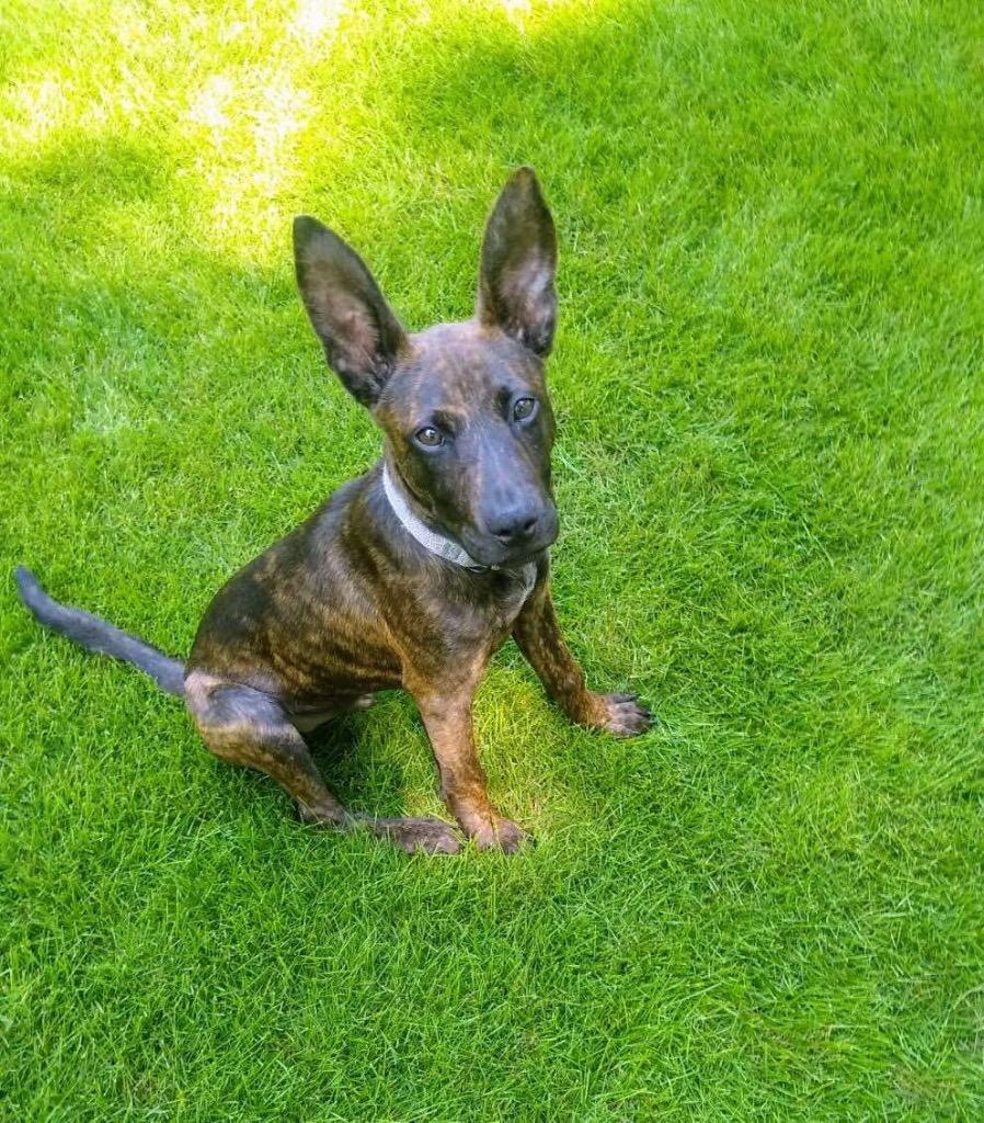 Enlarge Tom, a Adoptable mixed breed in Sharpsburg, GA image 1/5