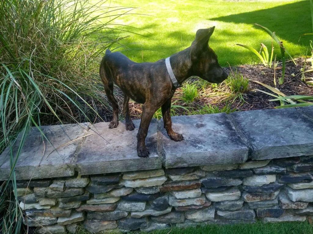 Enlarge Tom, a Adoptable mixed breed in Sharpsburg, GA image 2/5