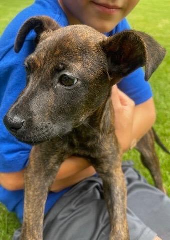 Enlarge Tom, a Adoptable mixed breed in Sharpsburg, GA image 3/5