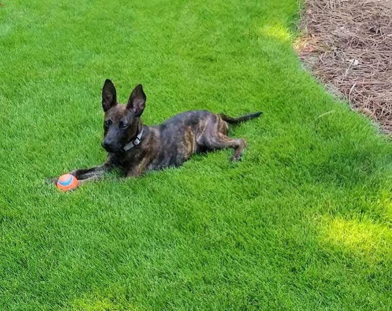Enlarge Tom, a Adoptable mixed breed in Sharpsburg, GA image 4/5