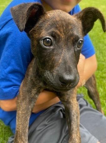 Enlarge Tom, a Adoptable mixed breed in Sharpsburg, GA image 5/5